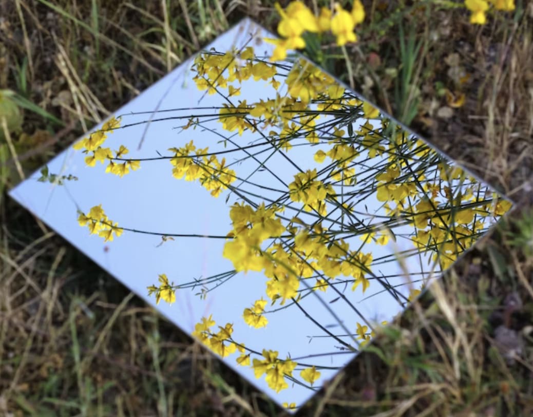 an outdoor mirror reflecting yellow flowers