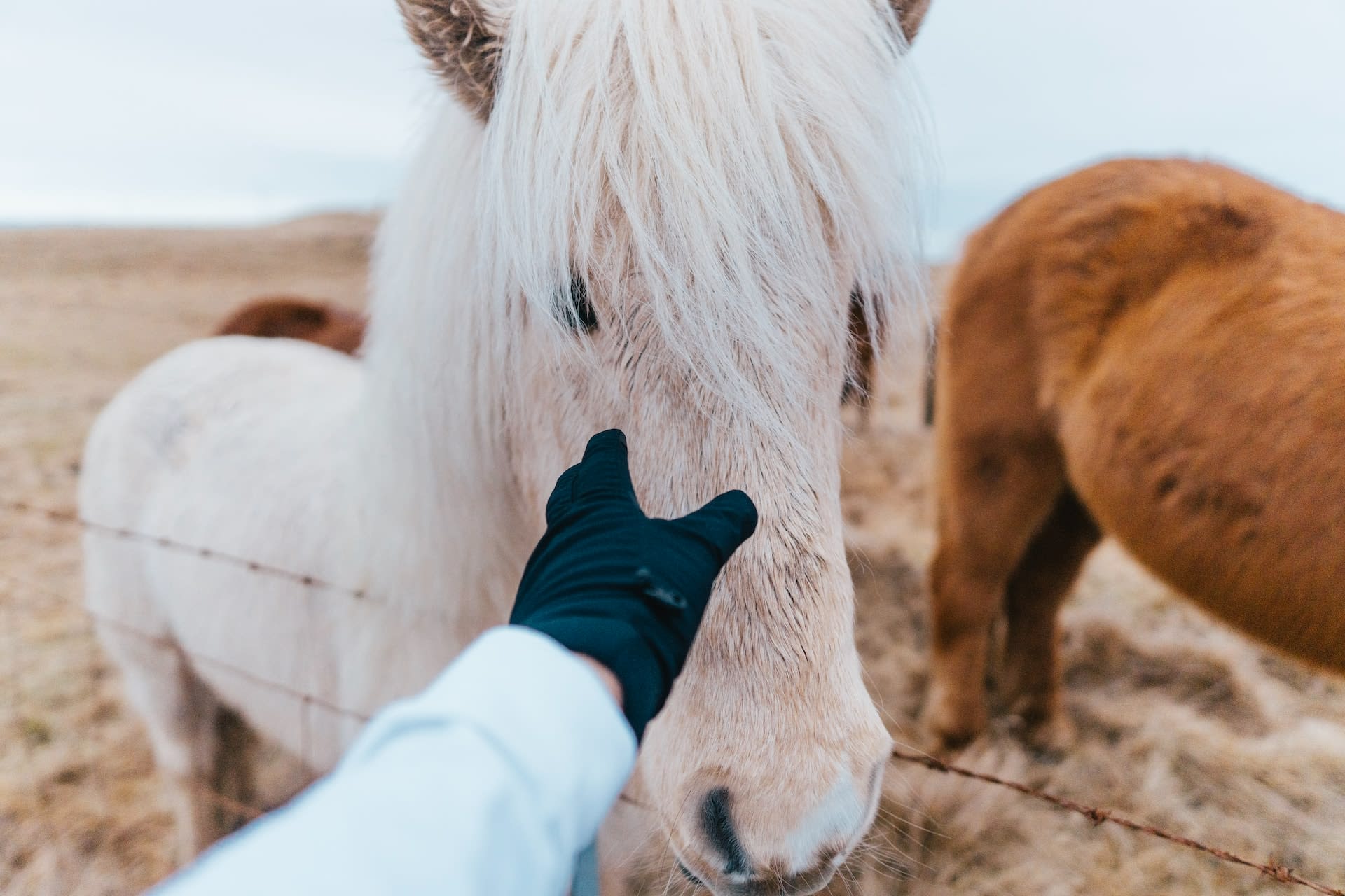 Someone wearing black gloves stroking a horses face