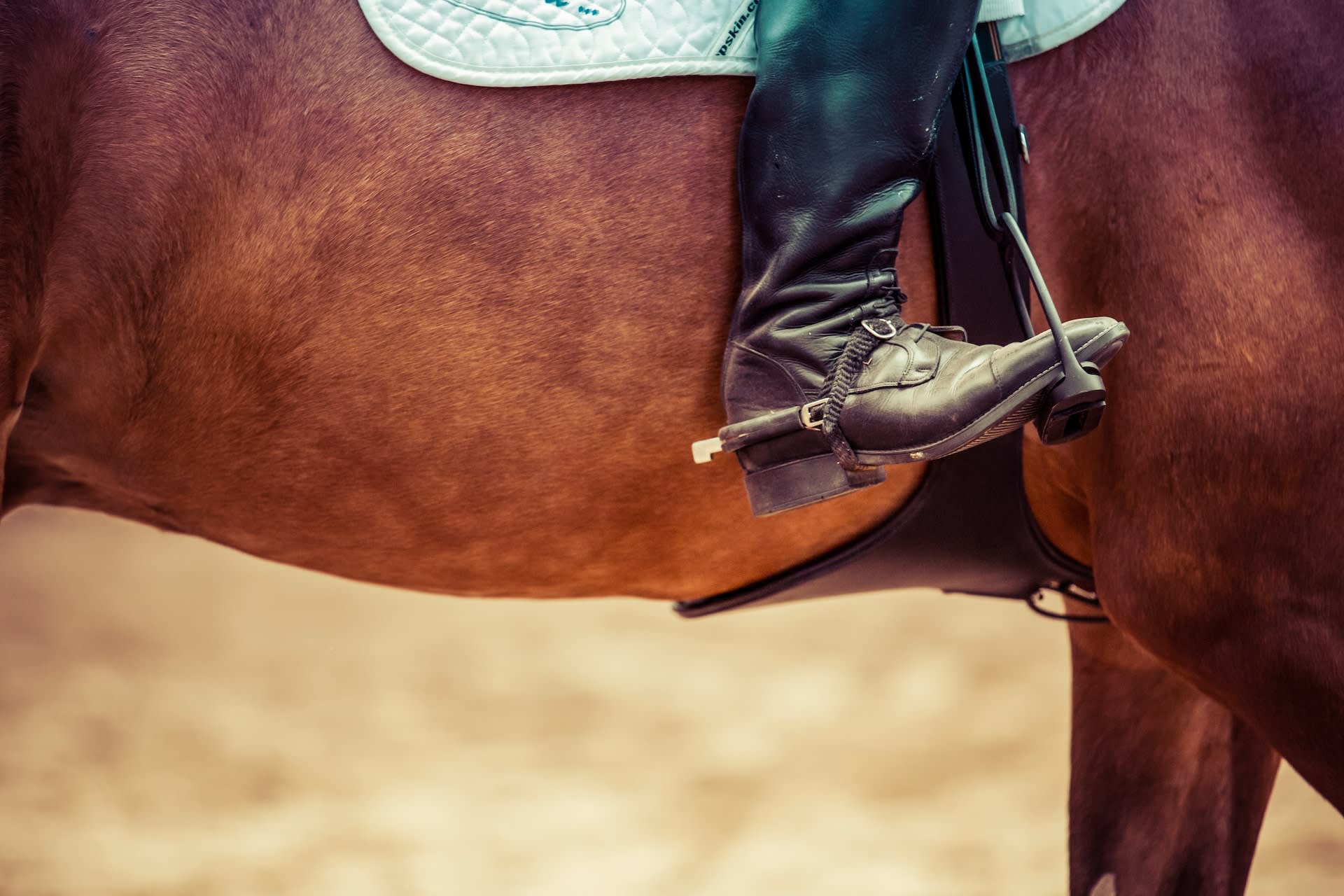 Person wearing black rising boots on chestnut horse