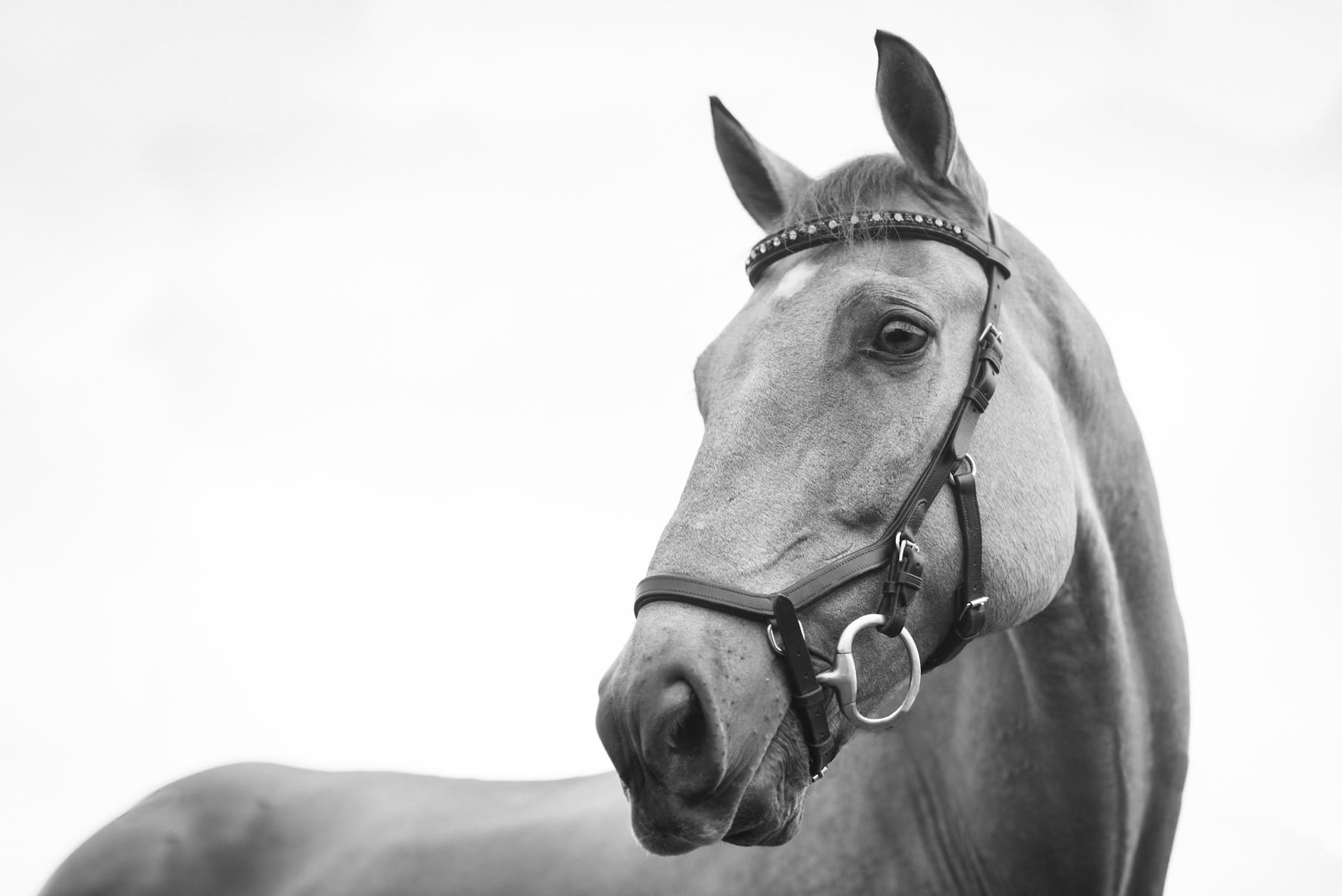 Grey horse, in black and white wearing a bridle