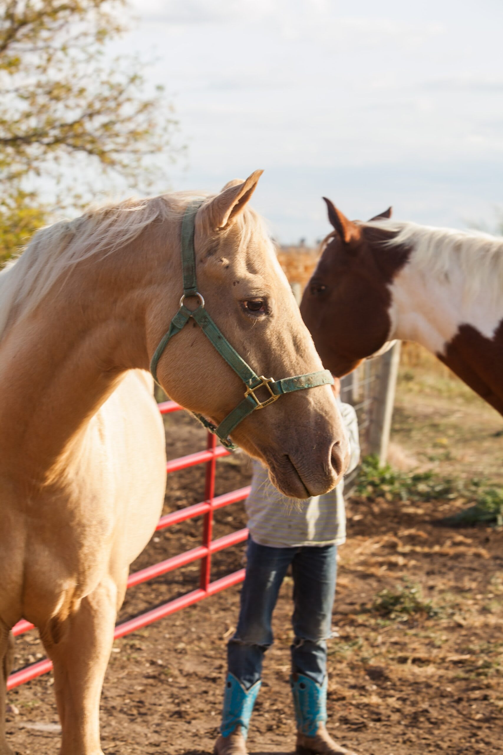 Caramel horse wearing green headcollar