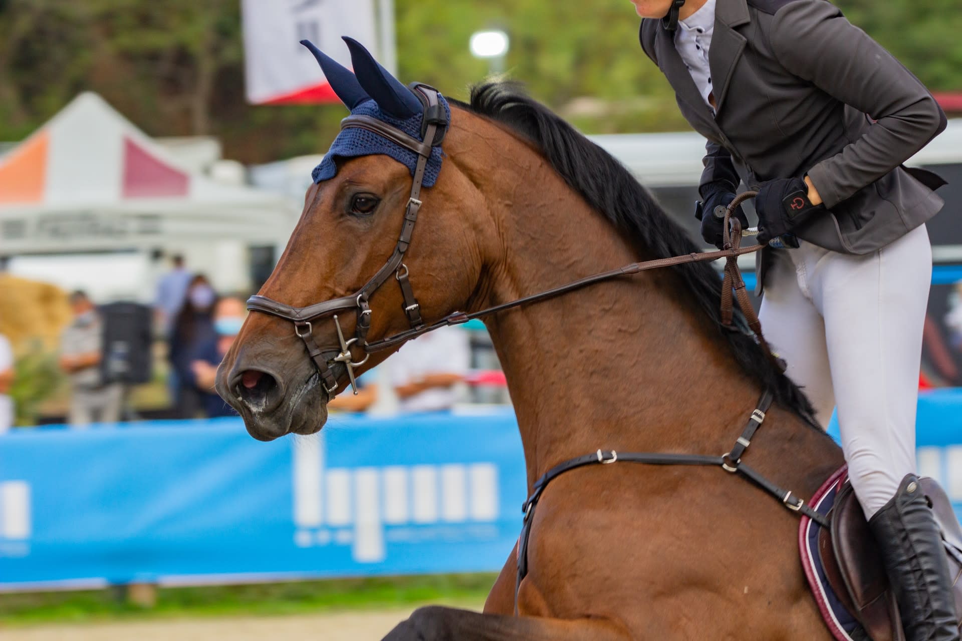 Show horse wearing ear bonnet