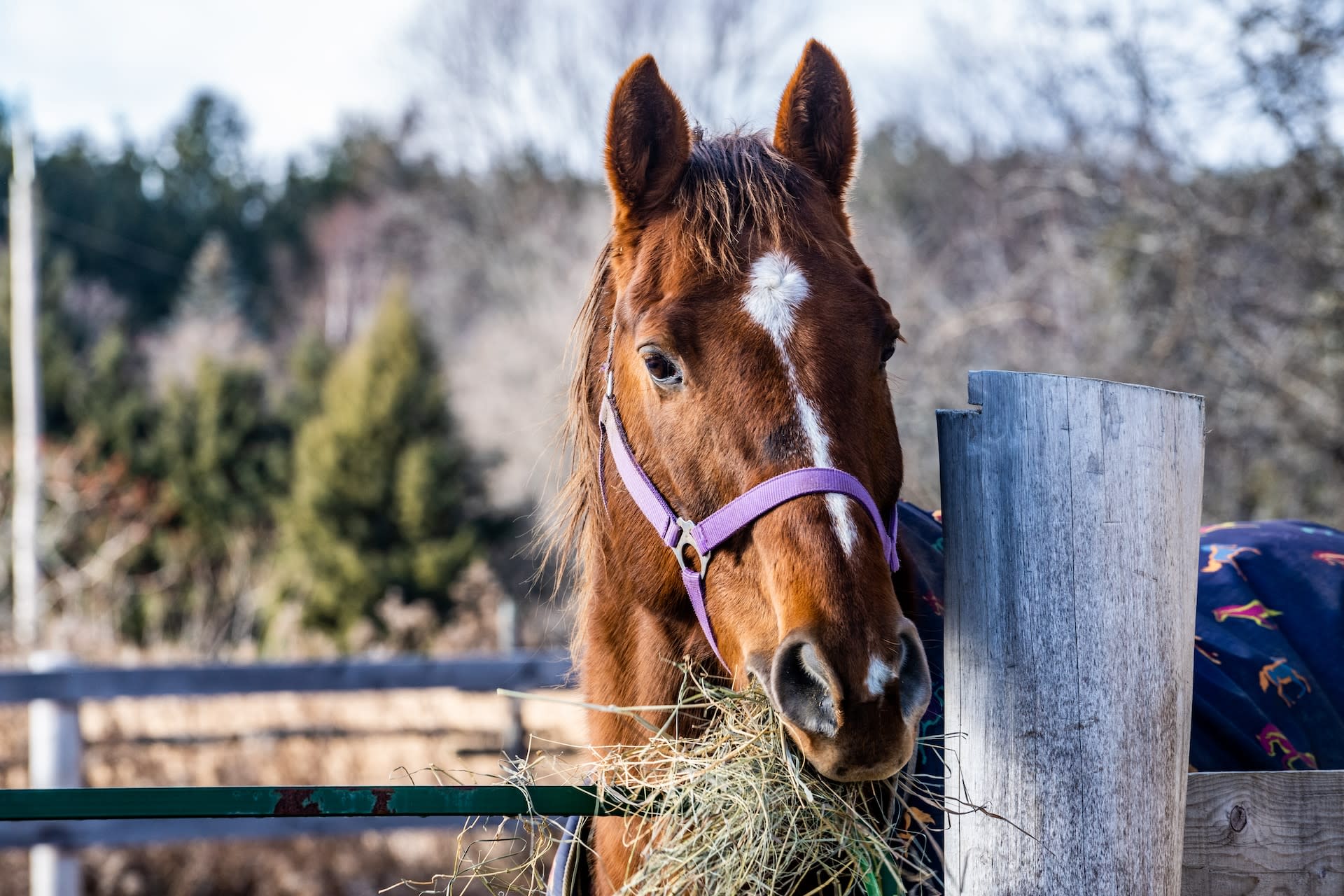 Horse with hay in it's mouth