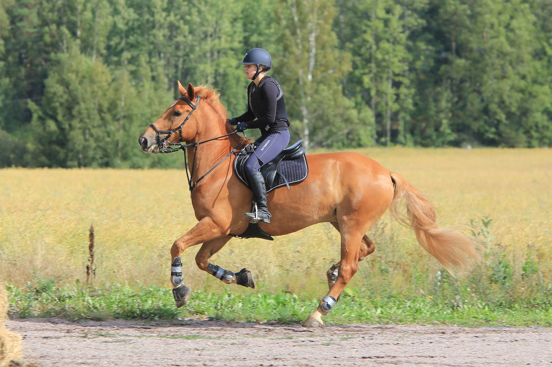 Galloping horse wearing horse protective boots