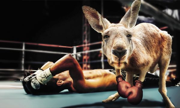 Kangaroo wearing boxing gloves