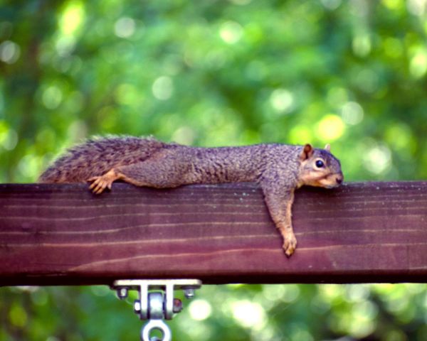 too-hot-squirrel