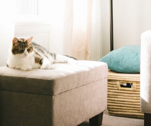 cat laying on a beige ottoman