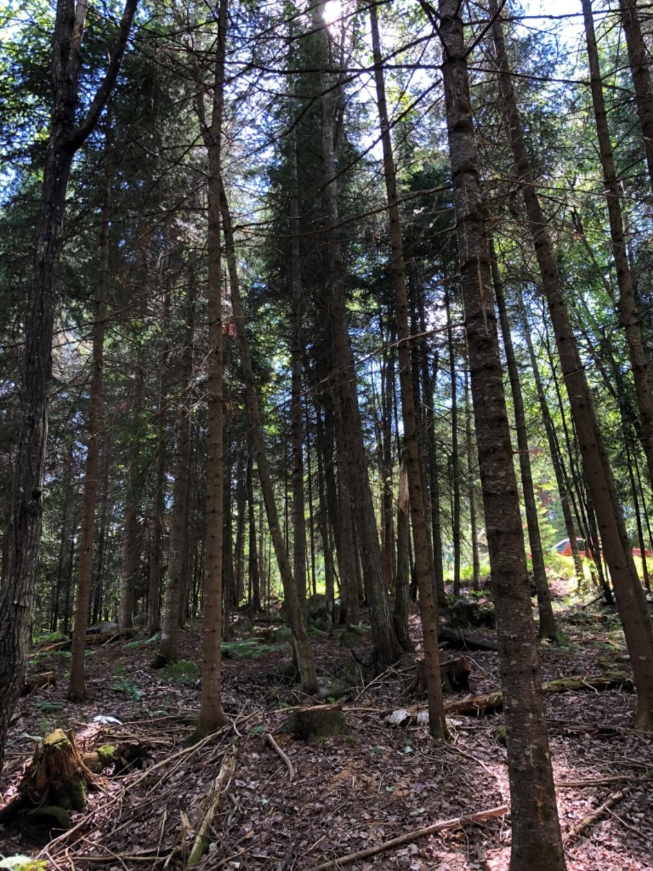 Terrain — ch des sureaux, nominingue, J0W 1R0, nominingue