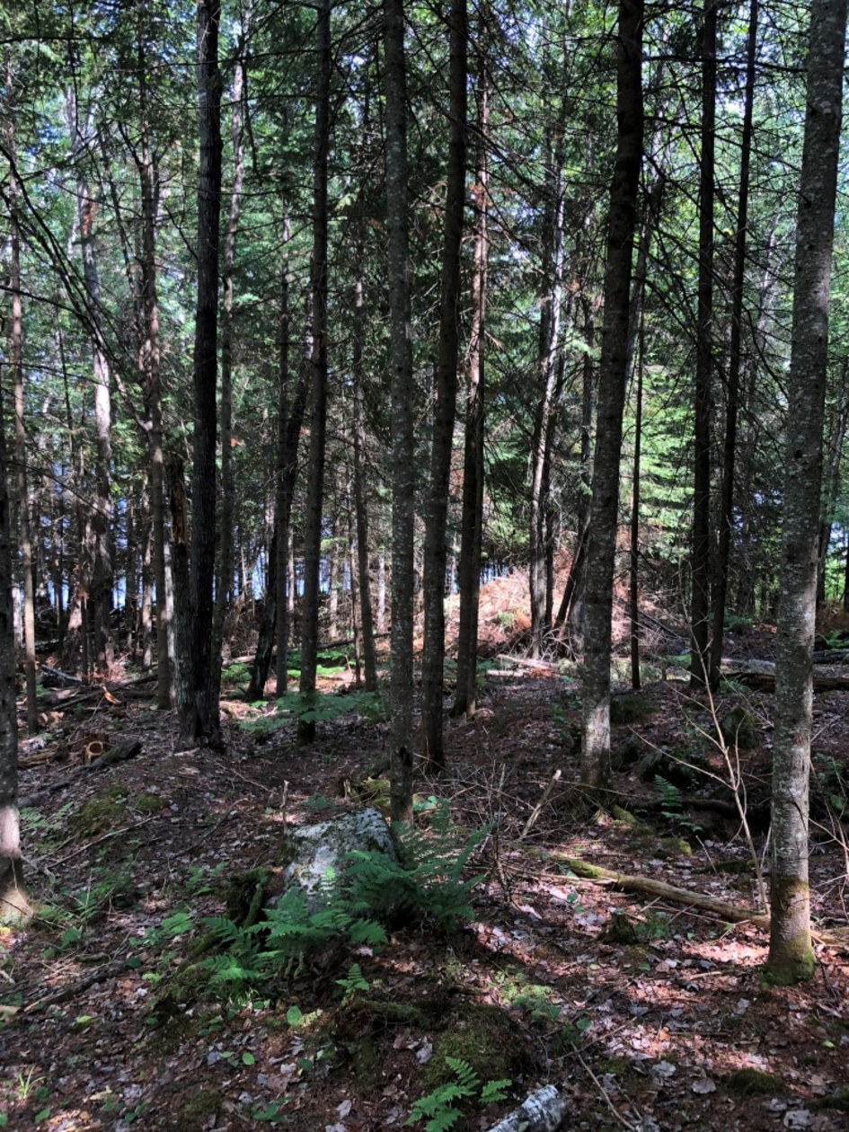 Terrain — ch des sureaux, nominingue, J0W 1R0, nominingue