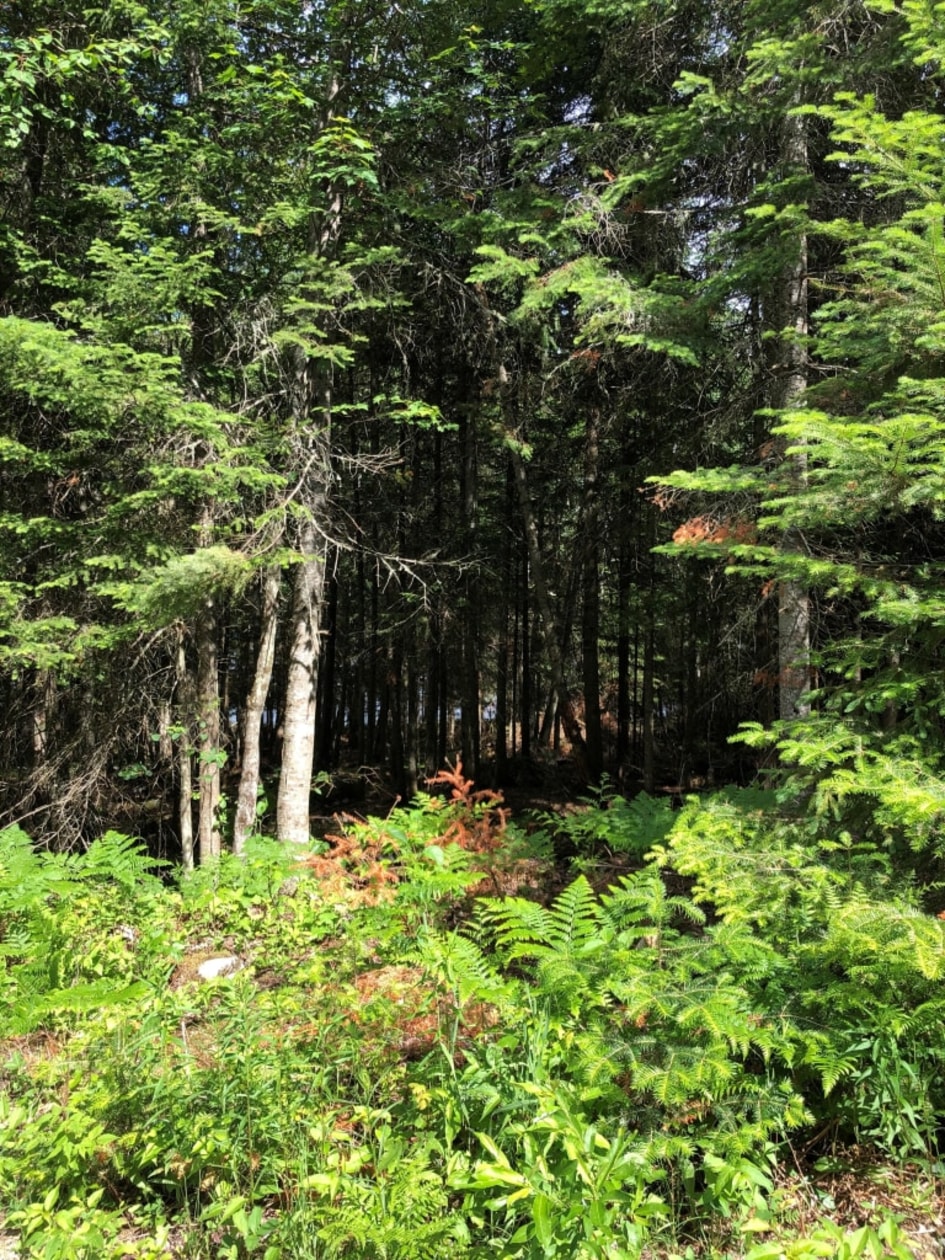 Terrain — ch des sureaux, nominingue, J0W 1R0, nominingue