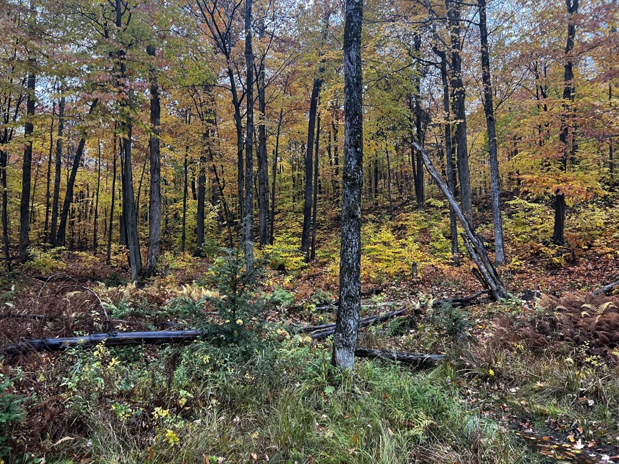 Photo 6 — Rue Du Merle, Gore, J0V 1K0, Gore