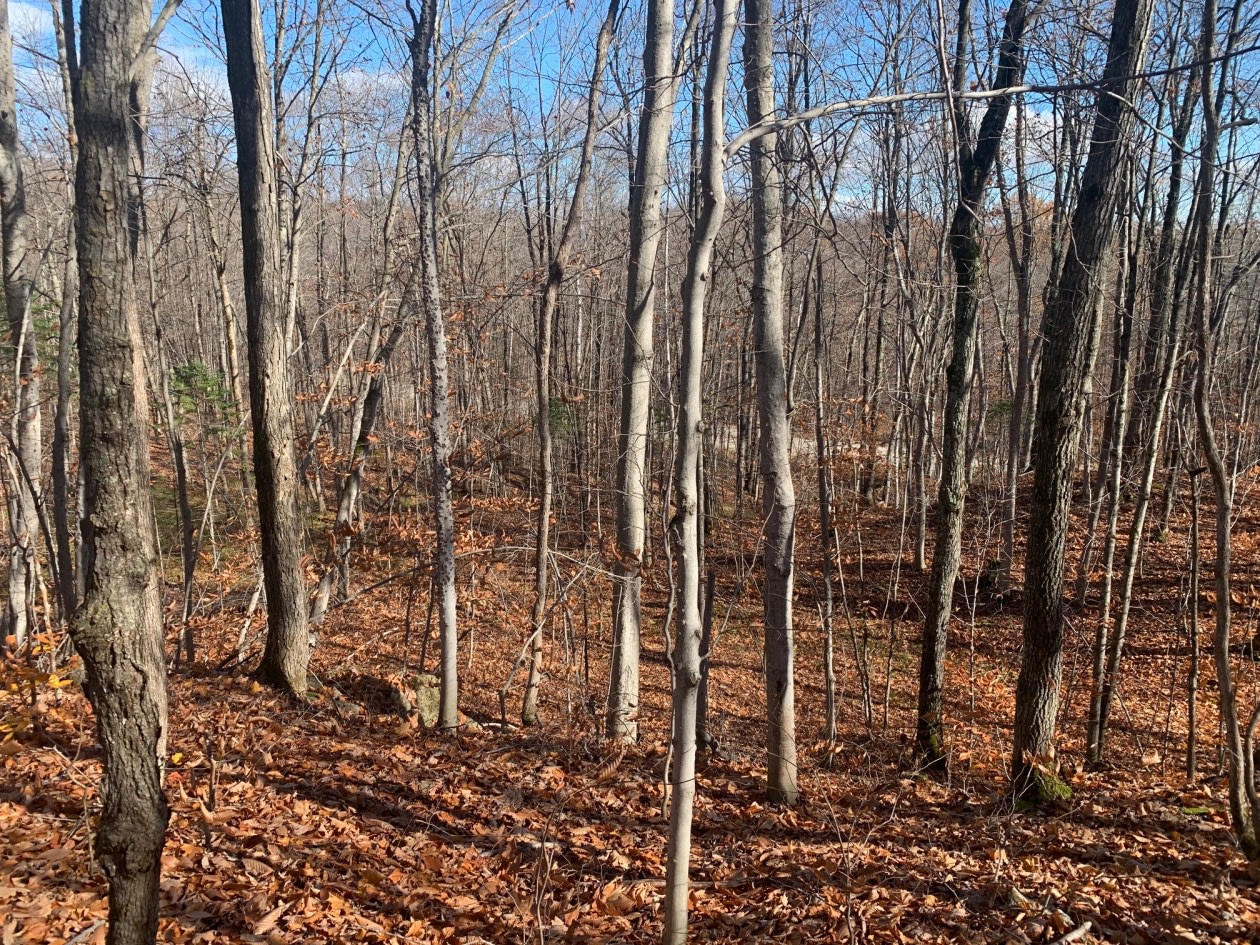 Photo 4 — Chemin du Lac-Morgan, Rawdon, J0K 1S0, Rawdon