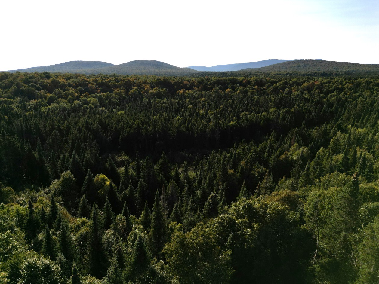 Vue d'ensemble — 91 chemin Rat Musqué, Notre-Dame-des-Bois, J0B 2E0, Notre-Dame-des-Bois
