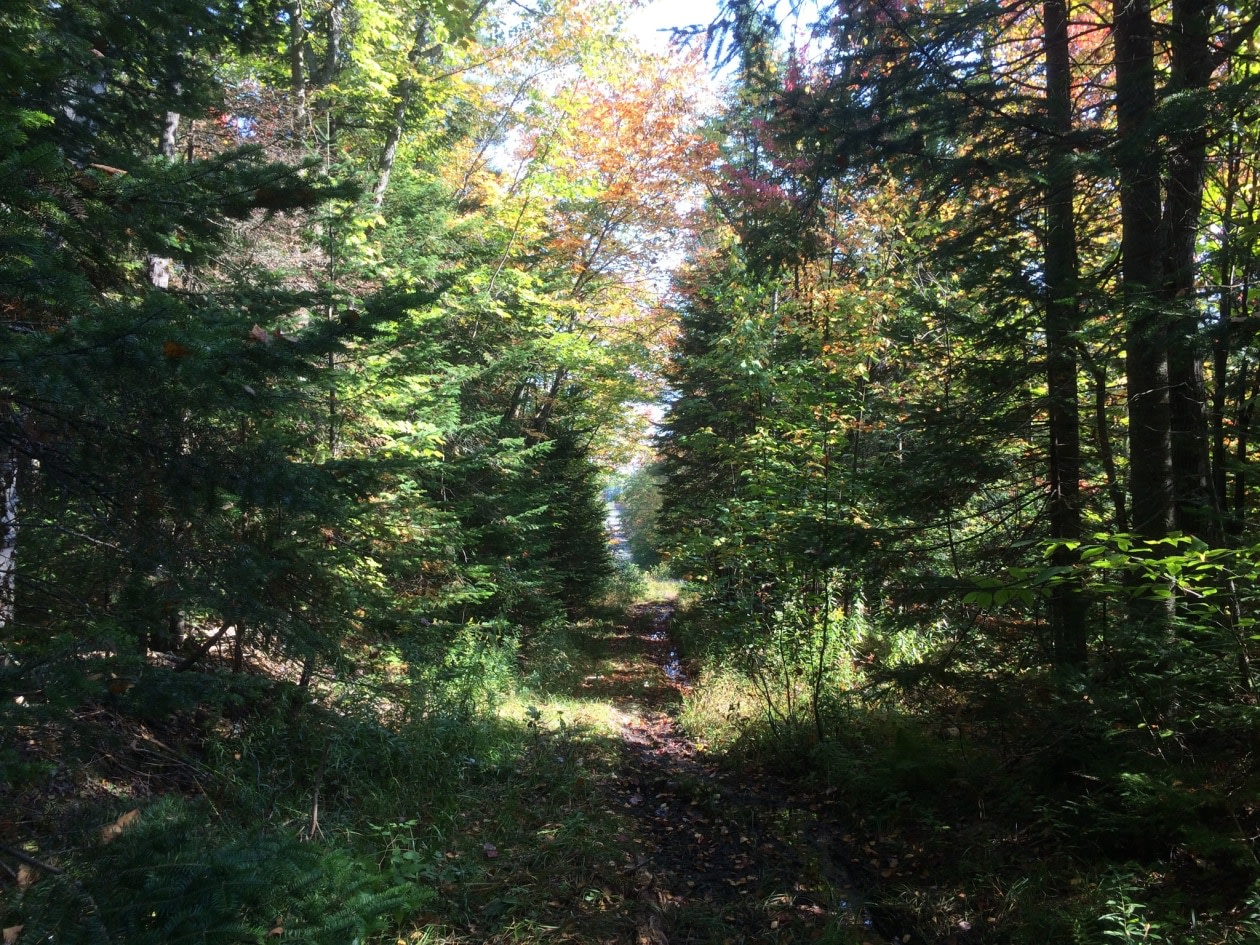 Terrain — Chemin du Lac-Pilon, Sainte-Adèle, J8B 1N8, Sainte-Adèle