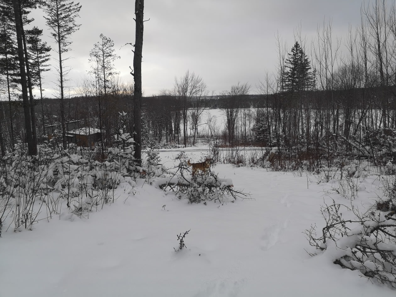 Photo 6 — Rue du Lac-Sartigan, Saint-Alfred, G0M 1L0, Saint-Alfred