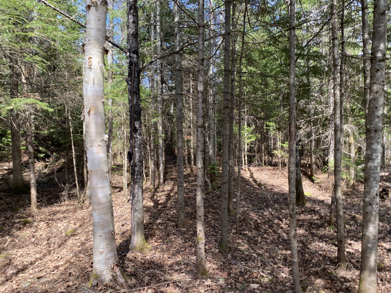 Terrain — 7 rue de la Nature, Lac-Frontière, G0r 1T0, Lac-Frontière