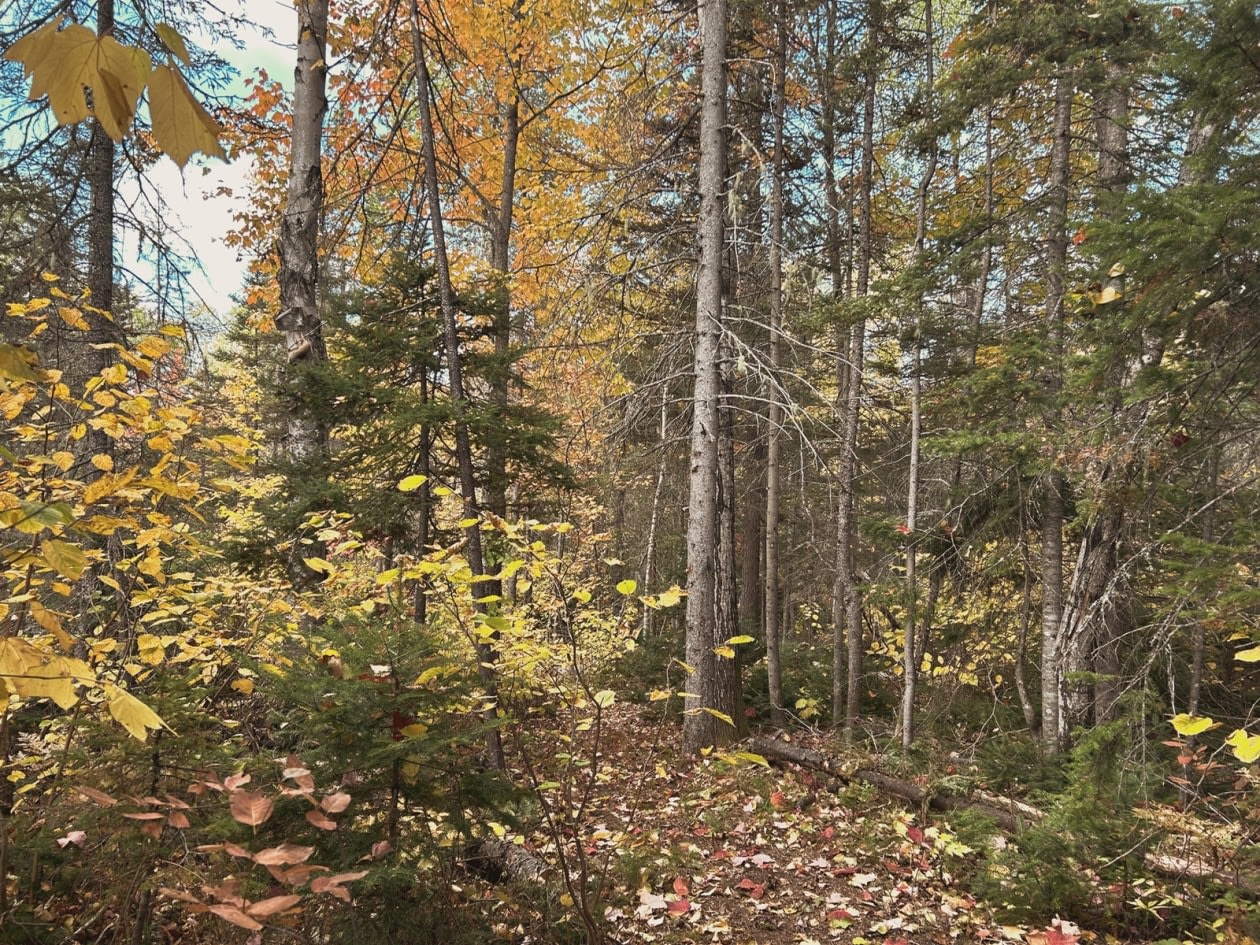 Photo 13 — Rte 170, Petit-Saguenay, G0V 1N0, Petit-Saguenay