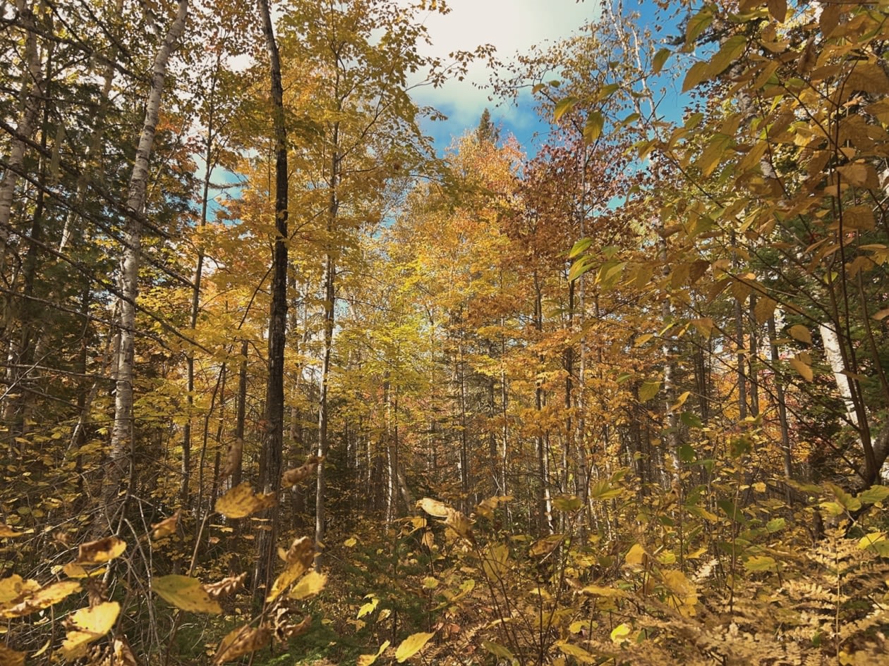 Photo 12 — Rte 170, Petit-Saguenay, G0V 1N0, Petit-Saguenay
