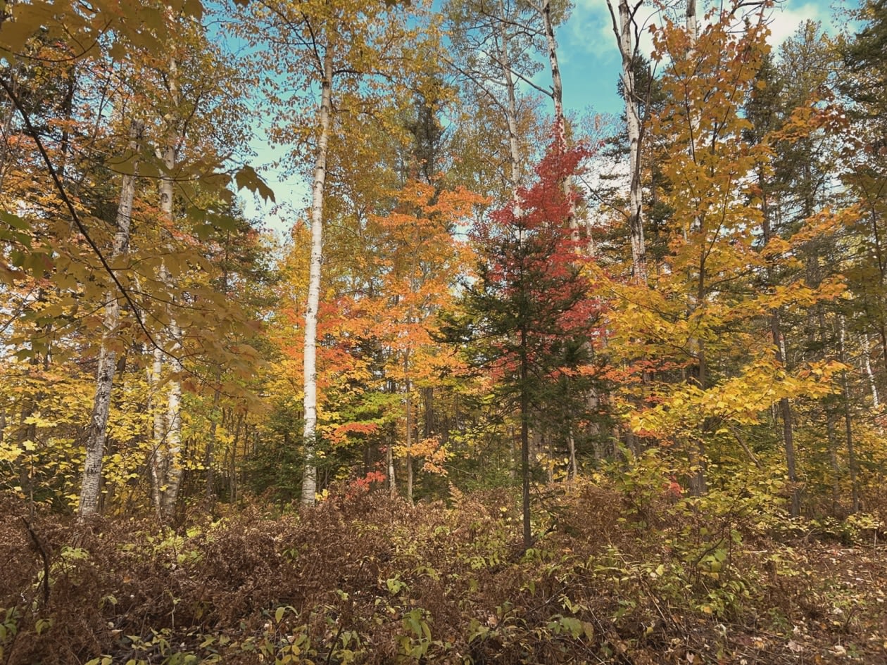 Photo 10 — Rte 170, Petit-Saguenay, G0V 1N0, Petit-Saguenay