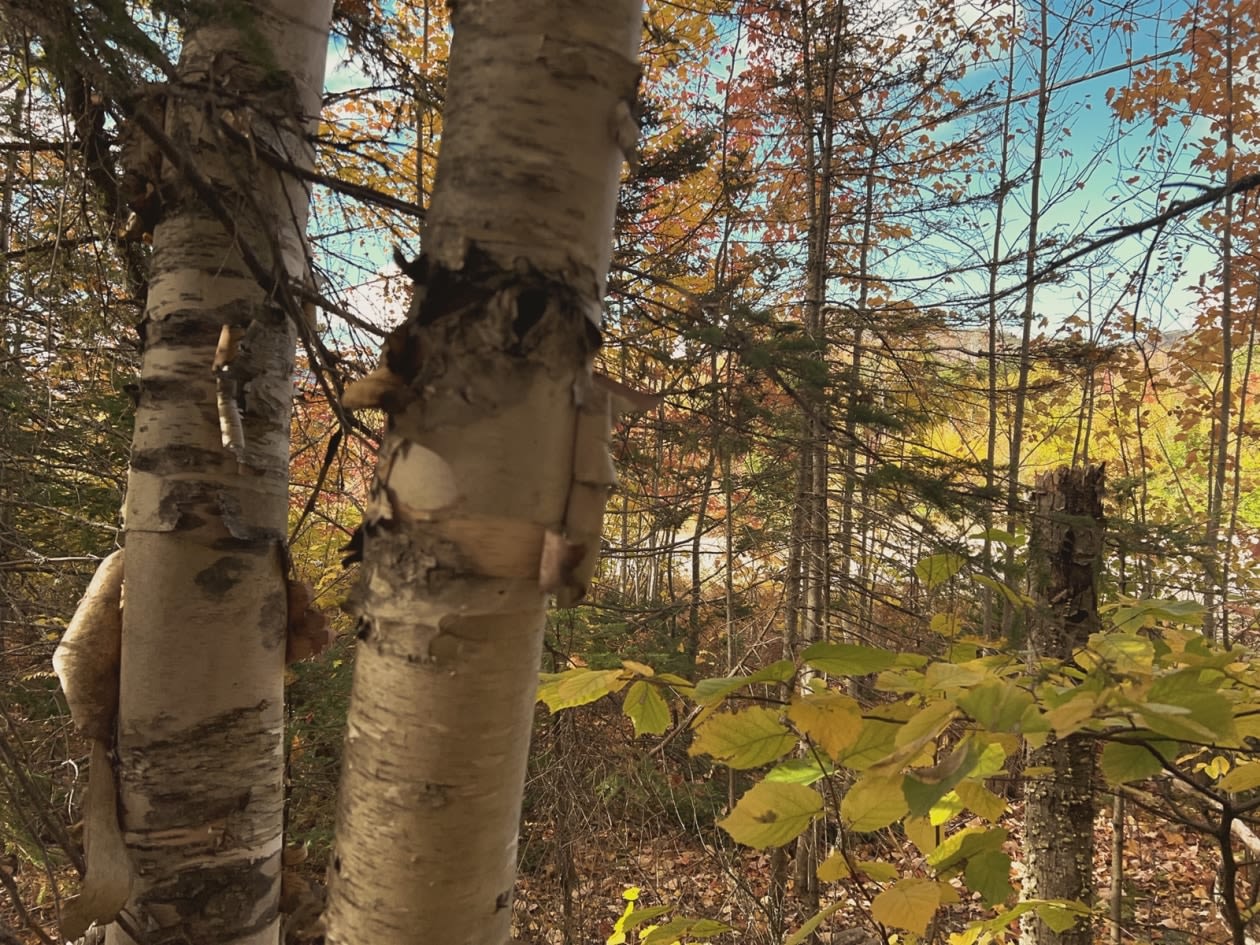 Photo 8 — Rte 170, Petit-Saguenay, G0V 1N0, Petit-Saguenay