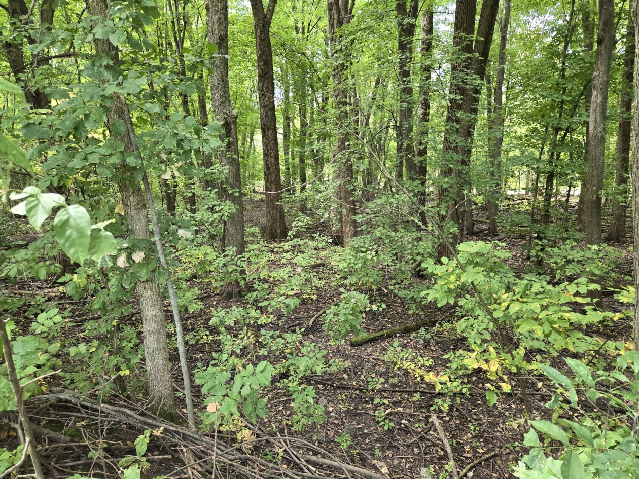 Photo 40 — 67e Ave, Saint-Paul-De-L'Ile-Aux-Noix, J0J 1G0, Saint-Paul-De-L'Ile-Aux-Noix