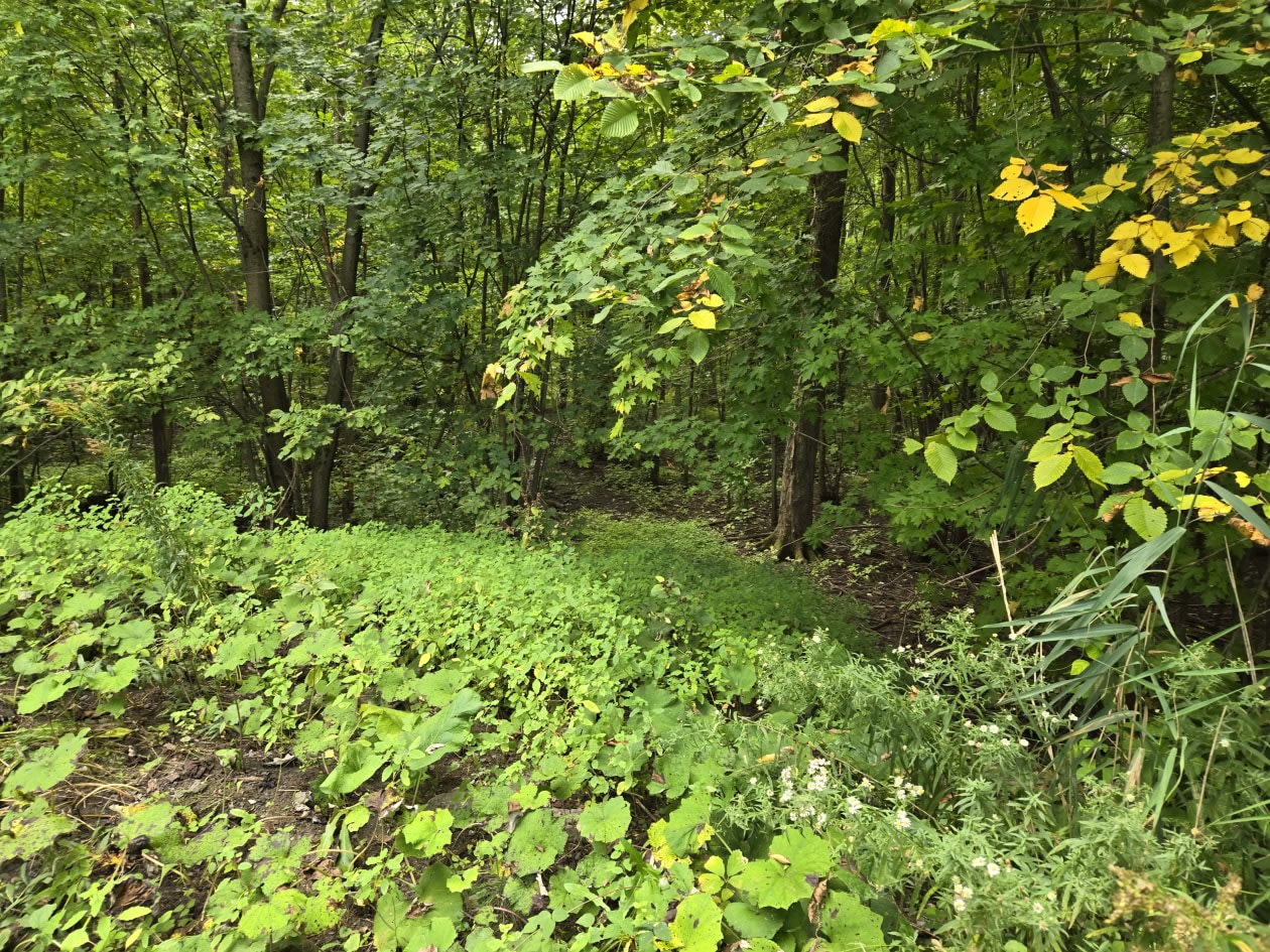 Photo 42 — 67e Ave, Saint-Paul-De-L'Ile-Aux-Noix, J0J 1G0, Saint-Paul-De-L'Ile-Aux-Noix