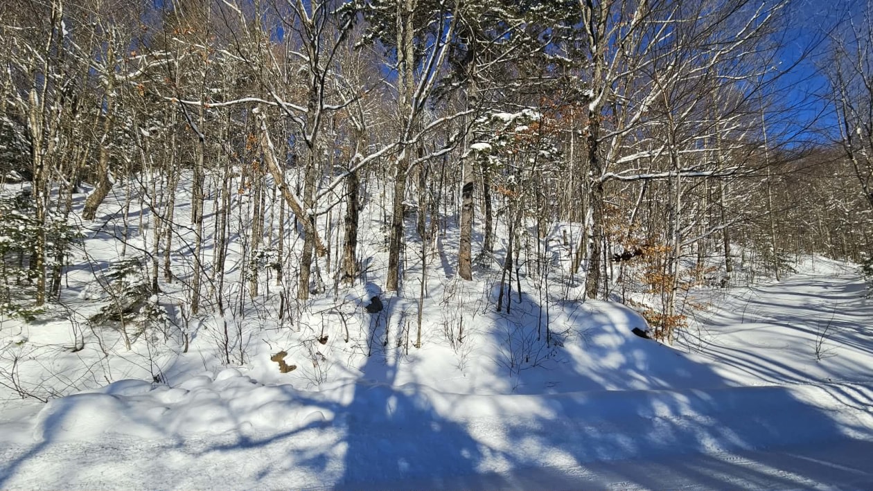 Photo 4 — Chemin des bouleaux, Saint-Adoplhe-D'Howard, J0T 2B0, Saint-Adoplhe-D'Howard