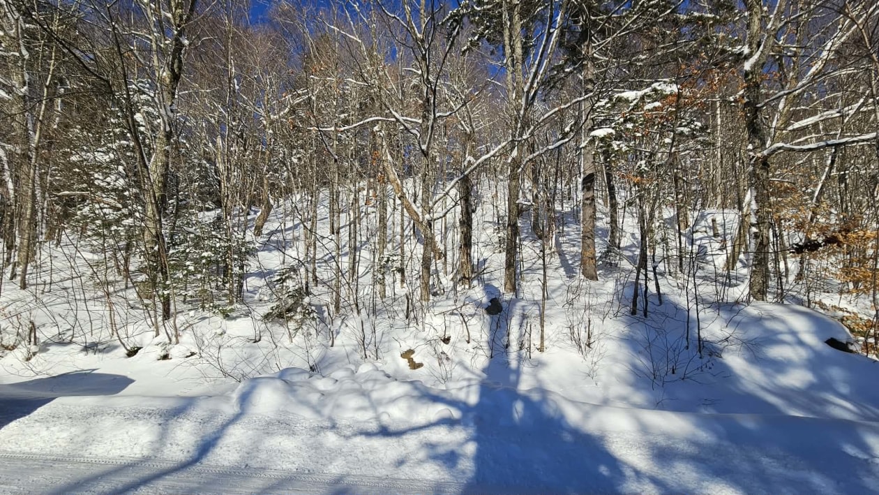 Chemin des bouleaux — photo 1
