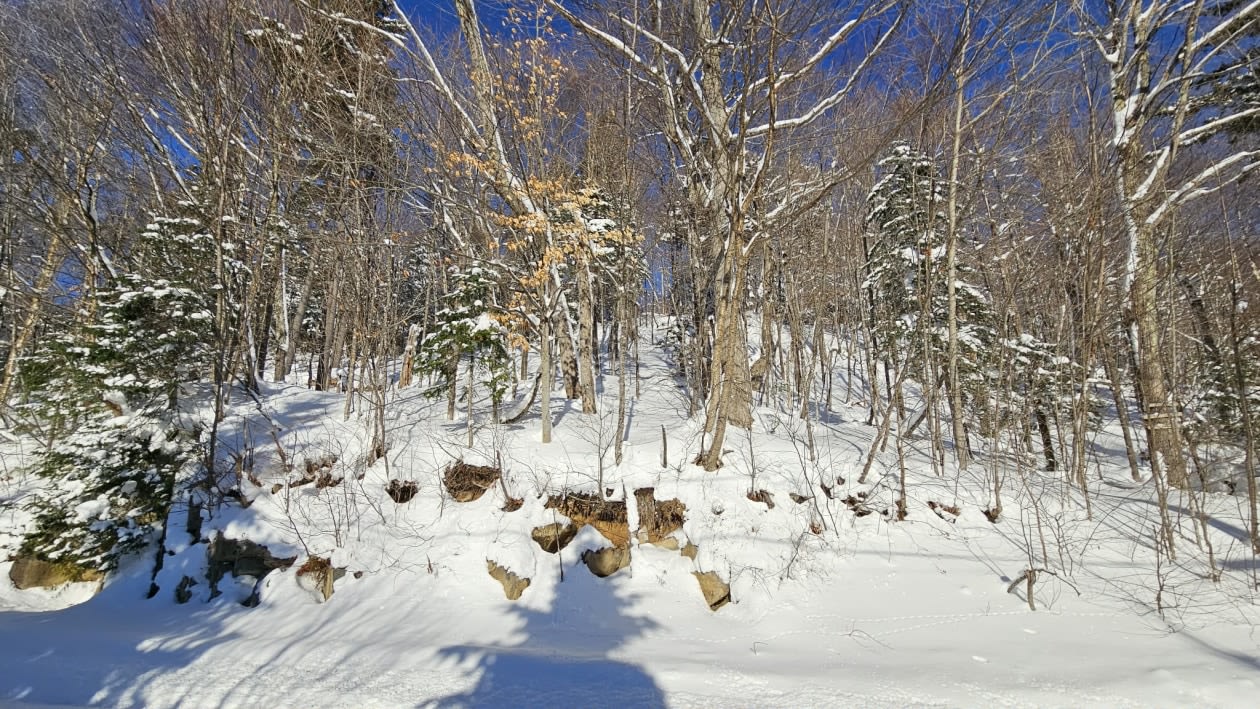 Photo 11 — Chemin des bouleaux, Saint-Adoplhe-D'Howard, J0T 2B0, Saint-Adoplhe-D'Howard