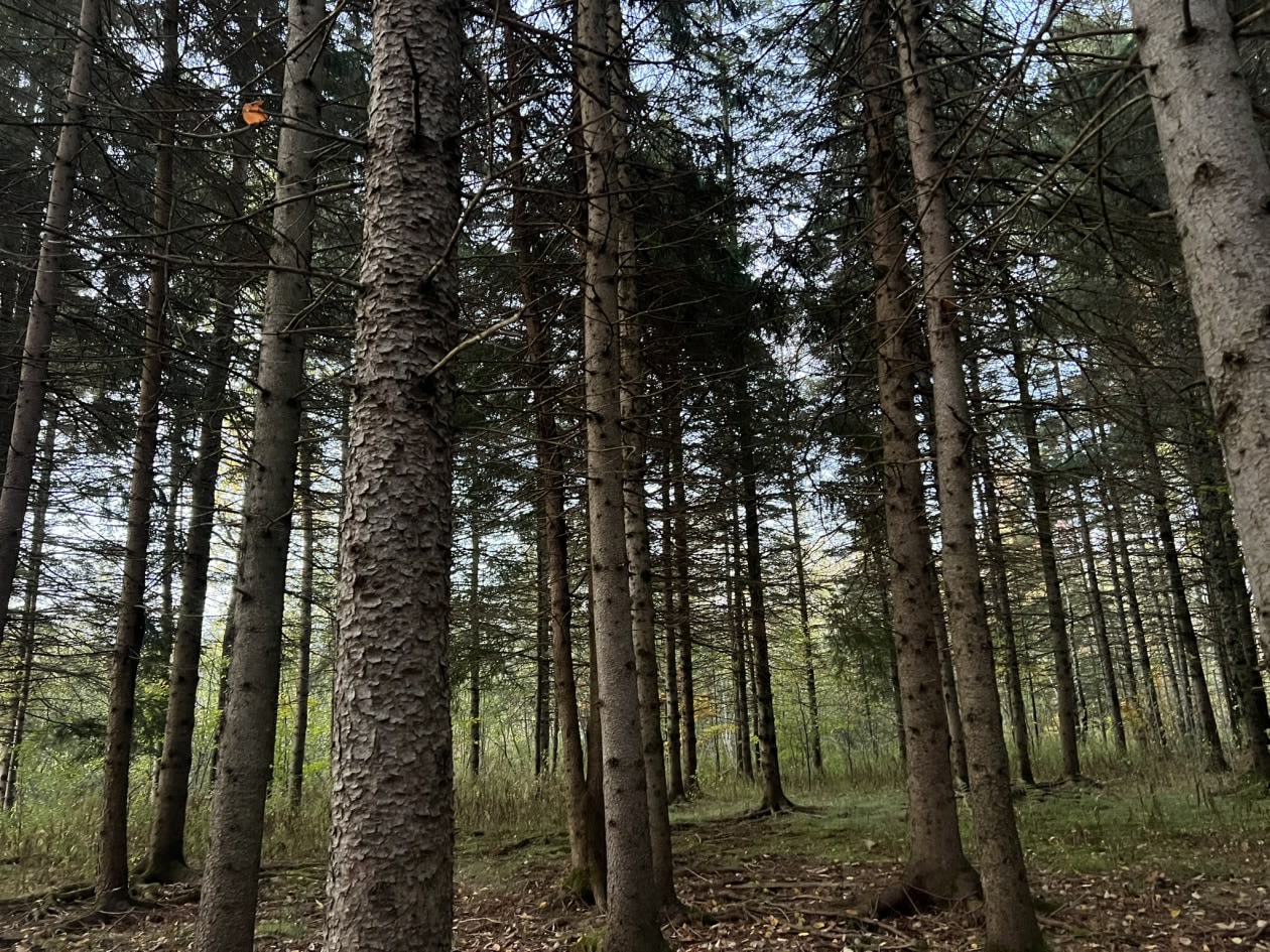 Terrain — Rue du Tournesol , Shefford, J2M 1K9, Shefford