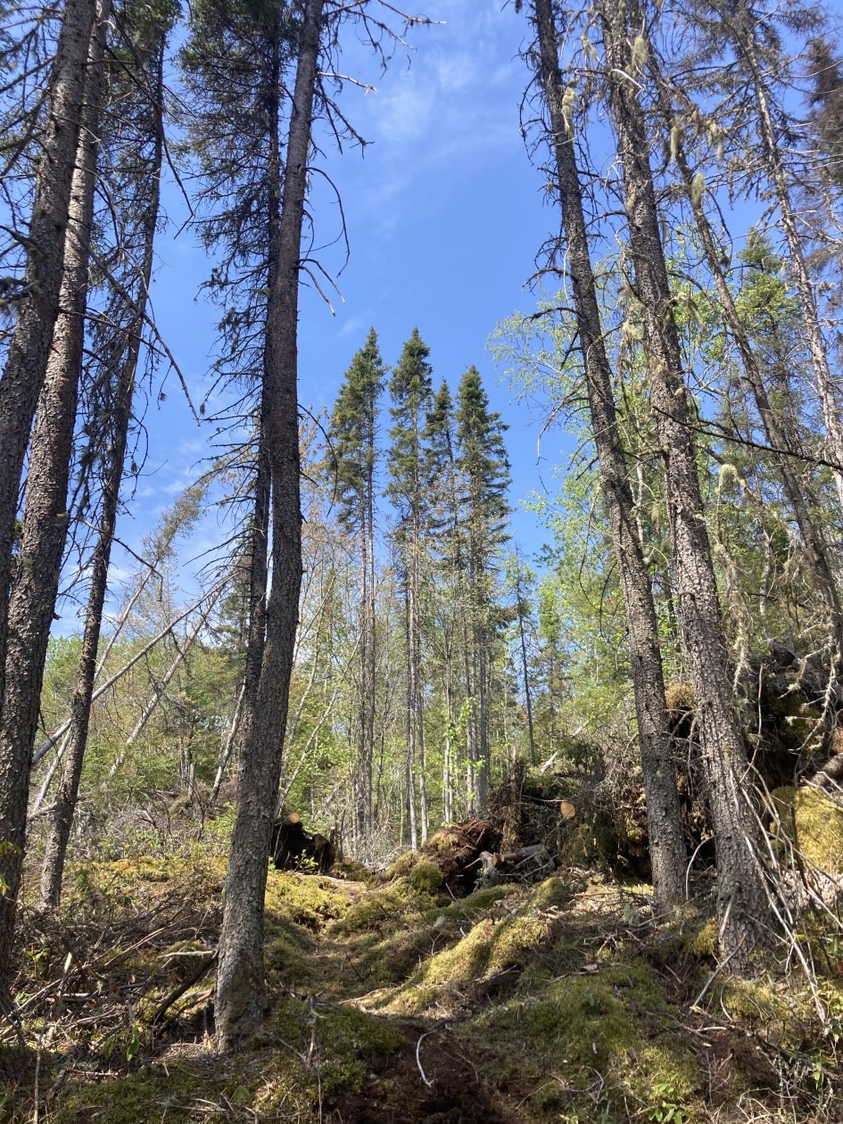 Photo 6 — QC-170, La Baie, G7B 3P6, La Baie