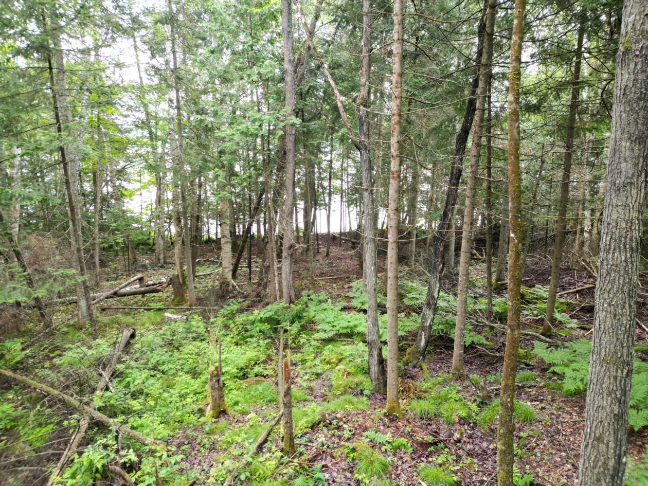 Photo 5 — Chemin des Sureaux , Nominingue, J0W 1R0, Nominingue