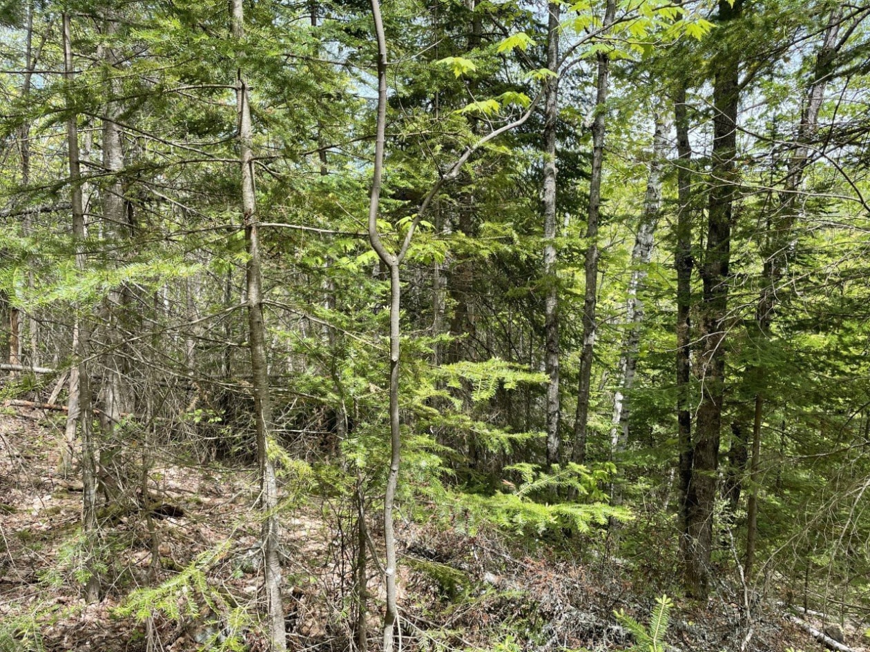 Terrain — Rg Ste-Agathe, Sainte-Béatrix, J0K1Y0, Sainte-Béatrix