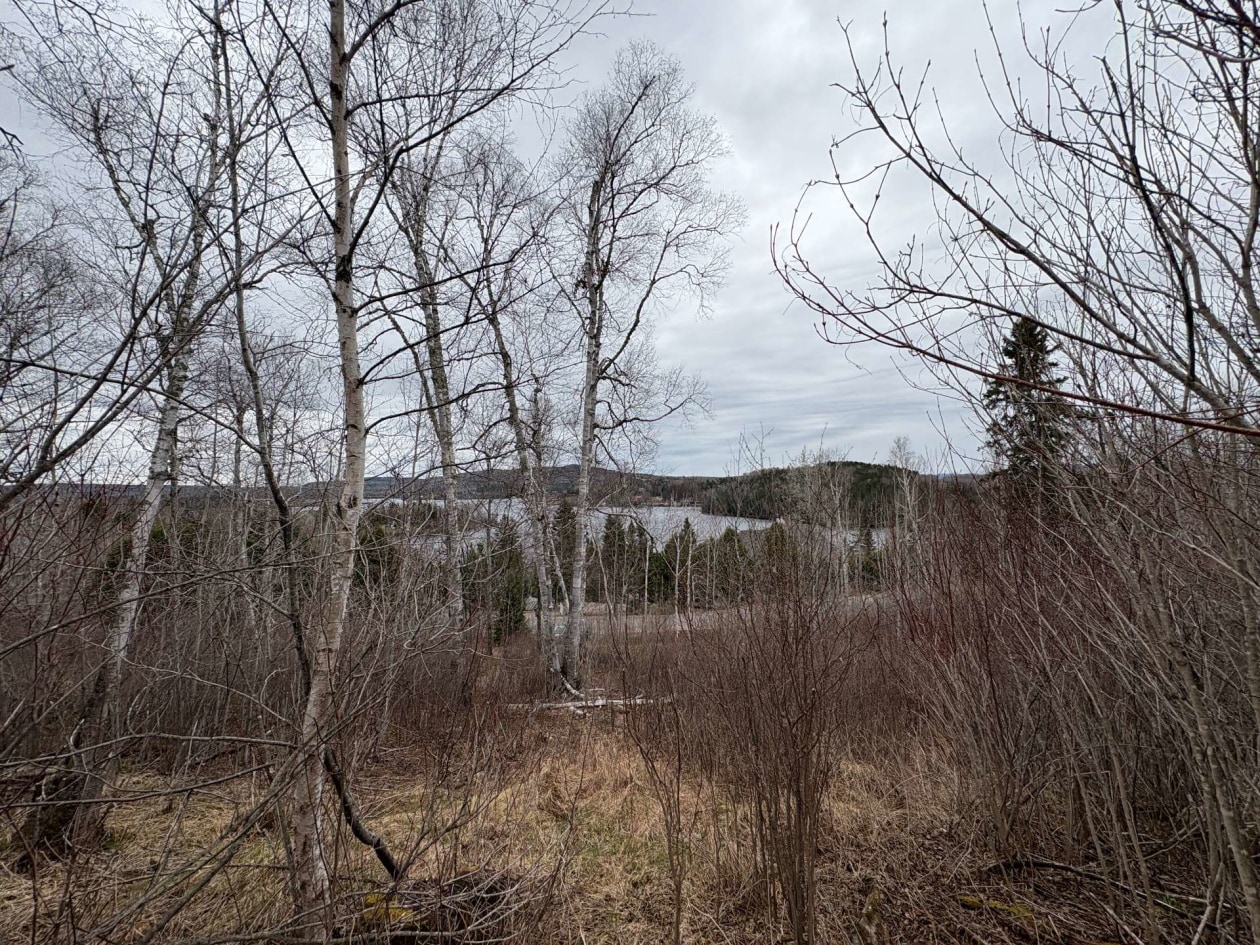 Ch. Claire — photo 1