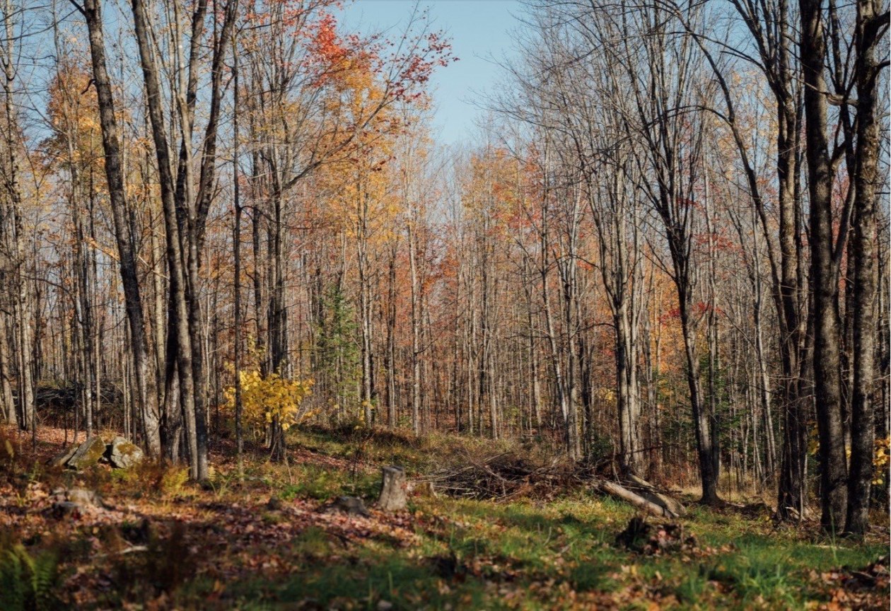 Terrain — Route du Lac-Ruel, Saint-Romain, G0Y1L0, Saint-Romain