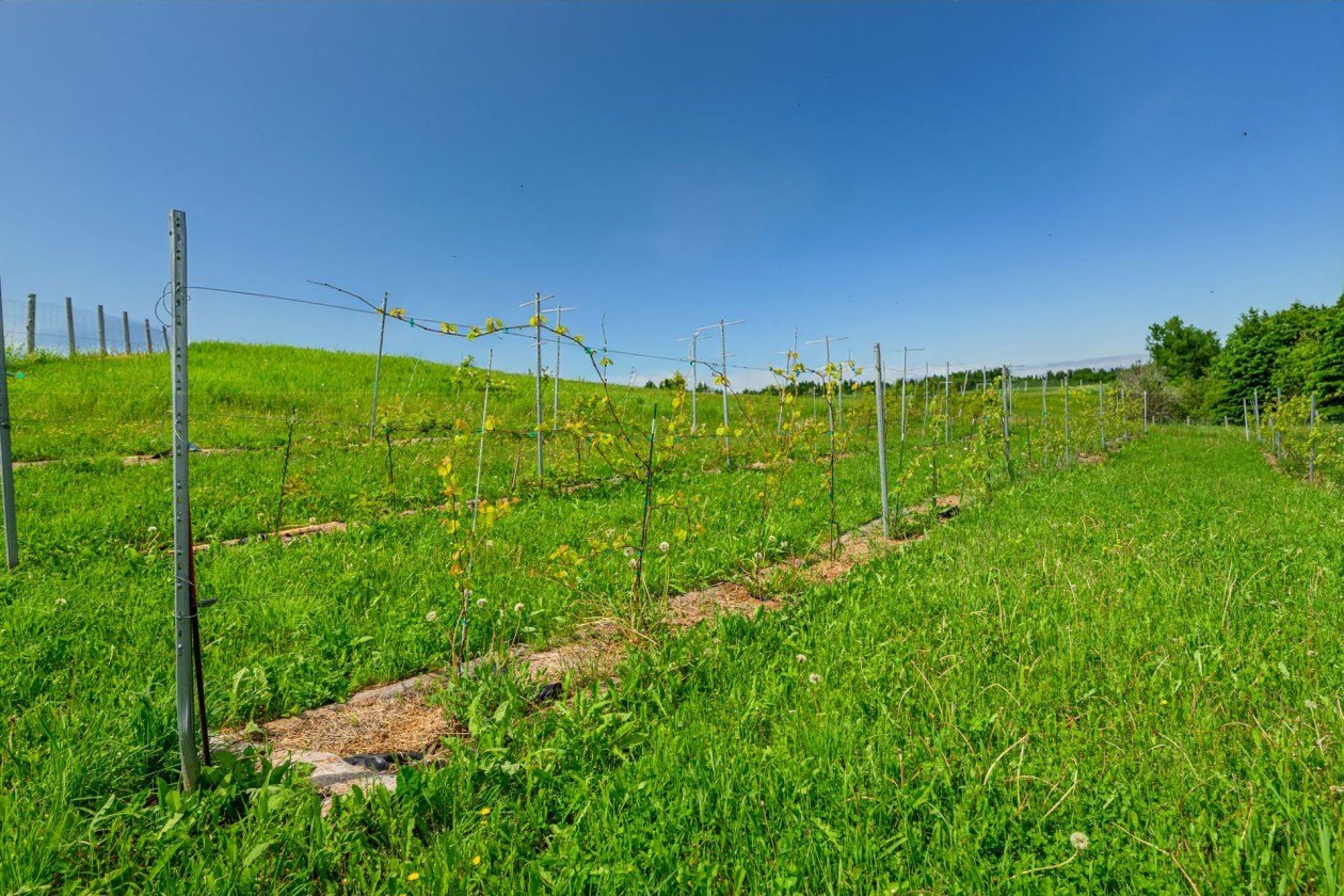 Terrain — 224, 4e Rang O., Saint-Anaclet-de-Lessard, G0K1H0, Saint-Anaclet-de-Lessard