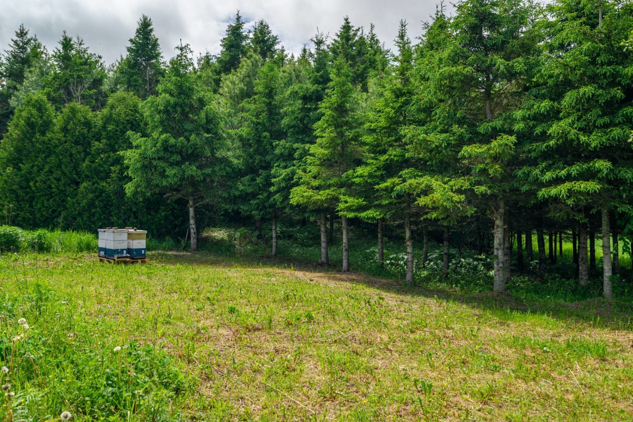 Terrain — 224, 4e Rang O., Saint-Anaclet-de-Lessard, G0K1H0, Saint-Anaclet-de-Lessard