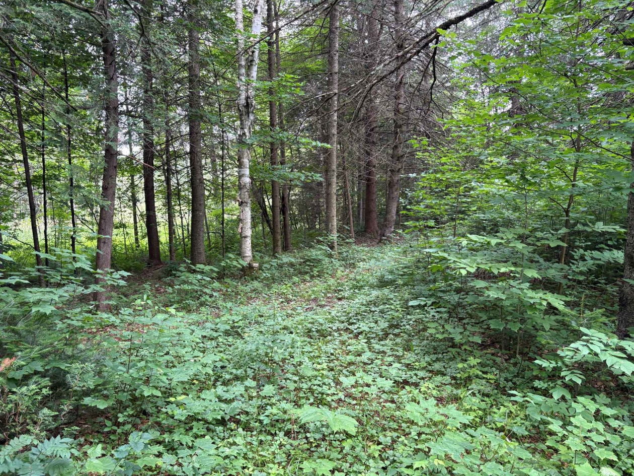 Terrain — Ch. de Ste-Béatrix, Sainte-Béatrix, J0K1Y0, Sainte-Béatrix
