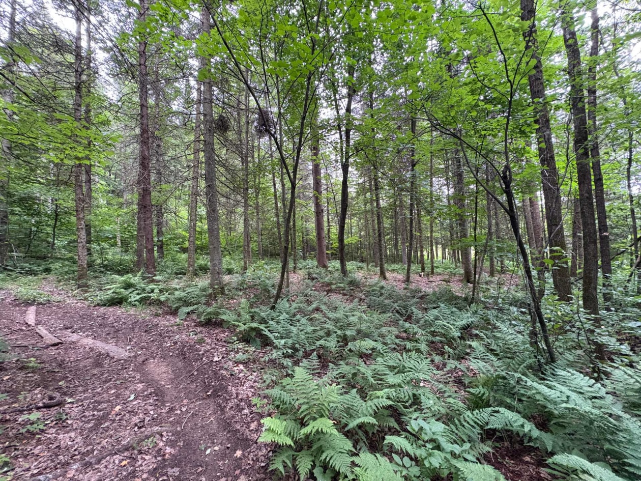 Terrain — Ch. de Ste-Béatrix, Sainte-Béatrix, J0K1Y0, Sainte-Béatrix