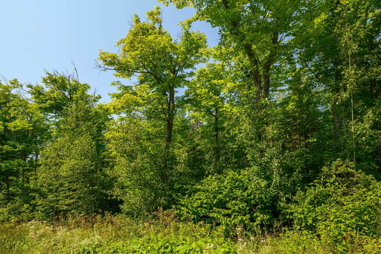 Érablière — 139, 4e Rang O., Saint-Anaclet-de-Lessard, G0K1H0, Saint-Anaclet-de-Lessard