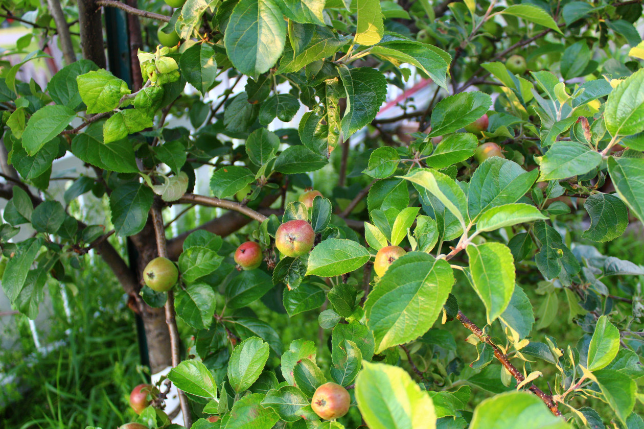 Jardin — 7 Côte Des Neiges, Cap-Chat, G0J 1E0, Cap-Chat