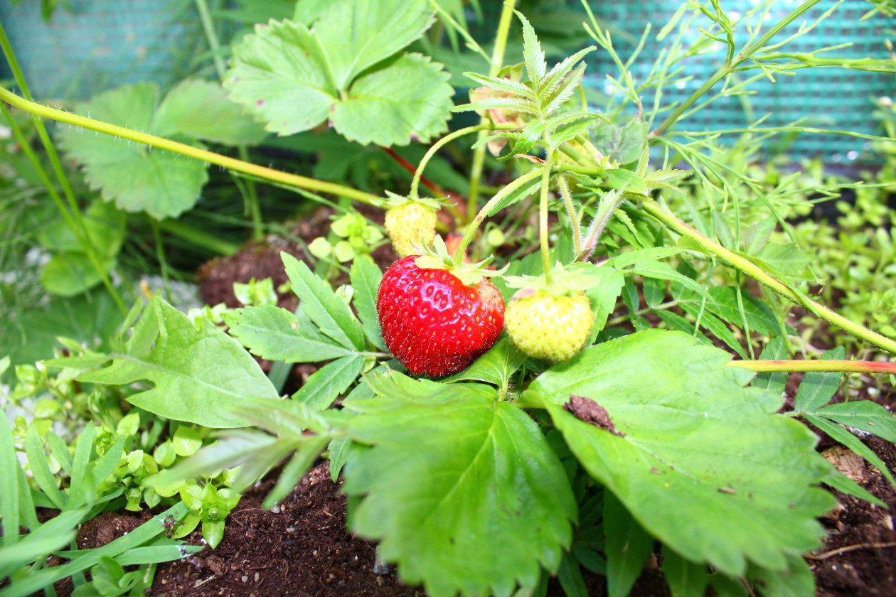 Jardin — 7 Côte Des Neiges, Cap-Chat, G0J 1E0, Cap-Chat