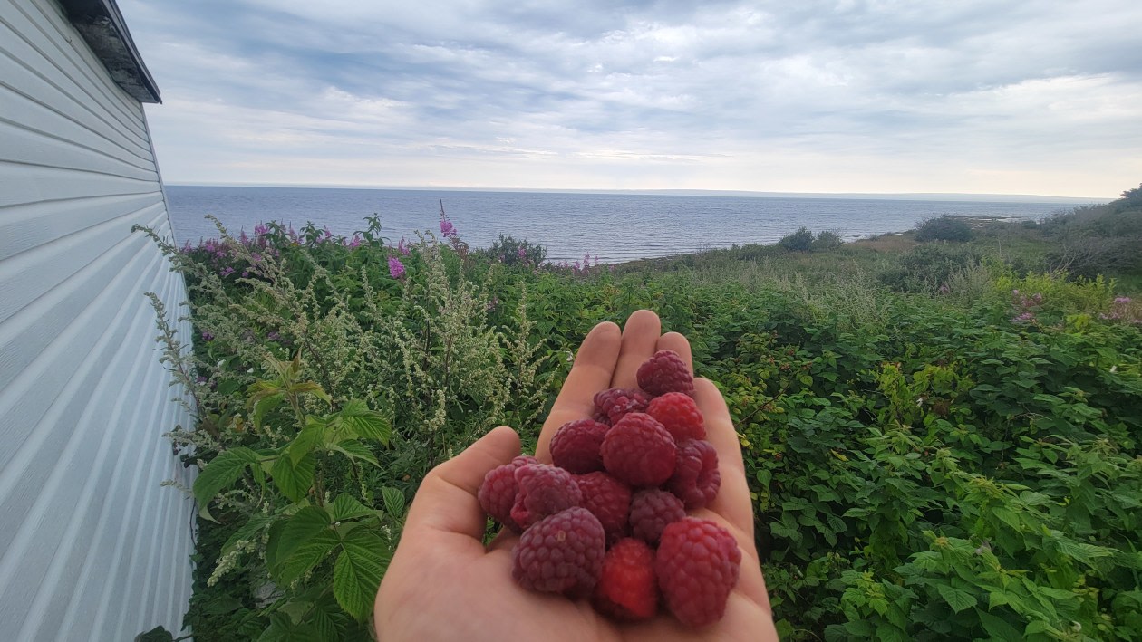 Bord de l'eau — 702 Boul De Saint-Maurice, Gaspé, G4X 4B8, Gaspé
