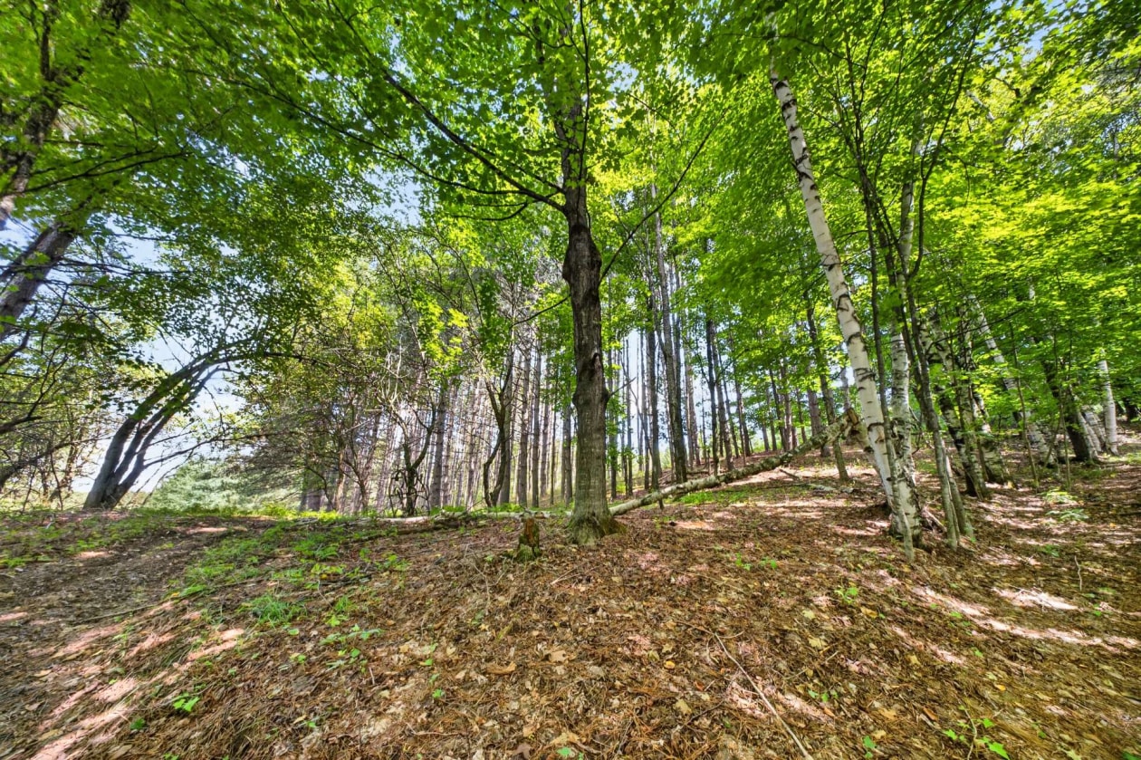 Boisé — 1711, Ch. Lévesque, Coaticook, J1A2S4, Coaticook