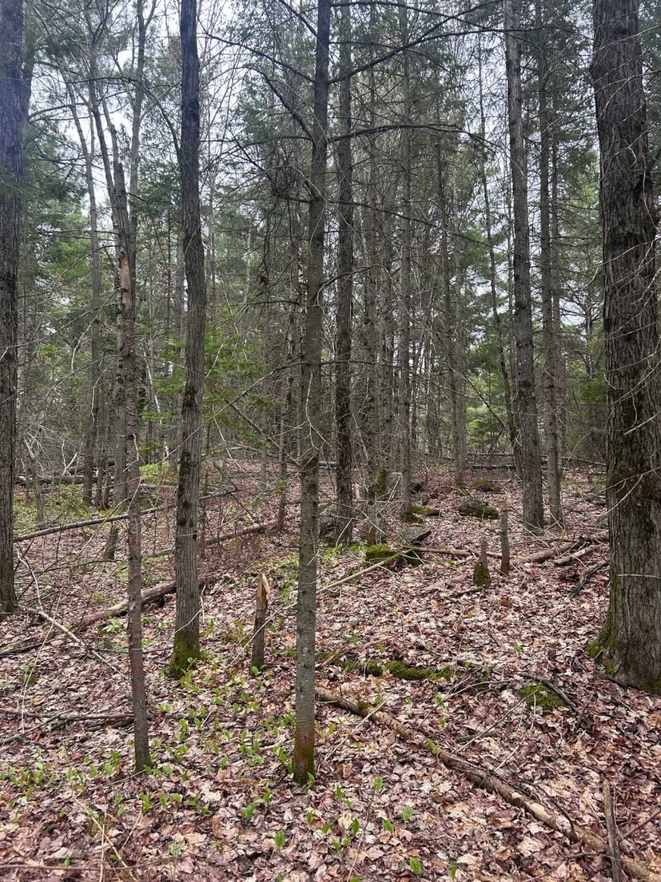 Terrain — Rg Ste-Anne, Saint-Norbert