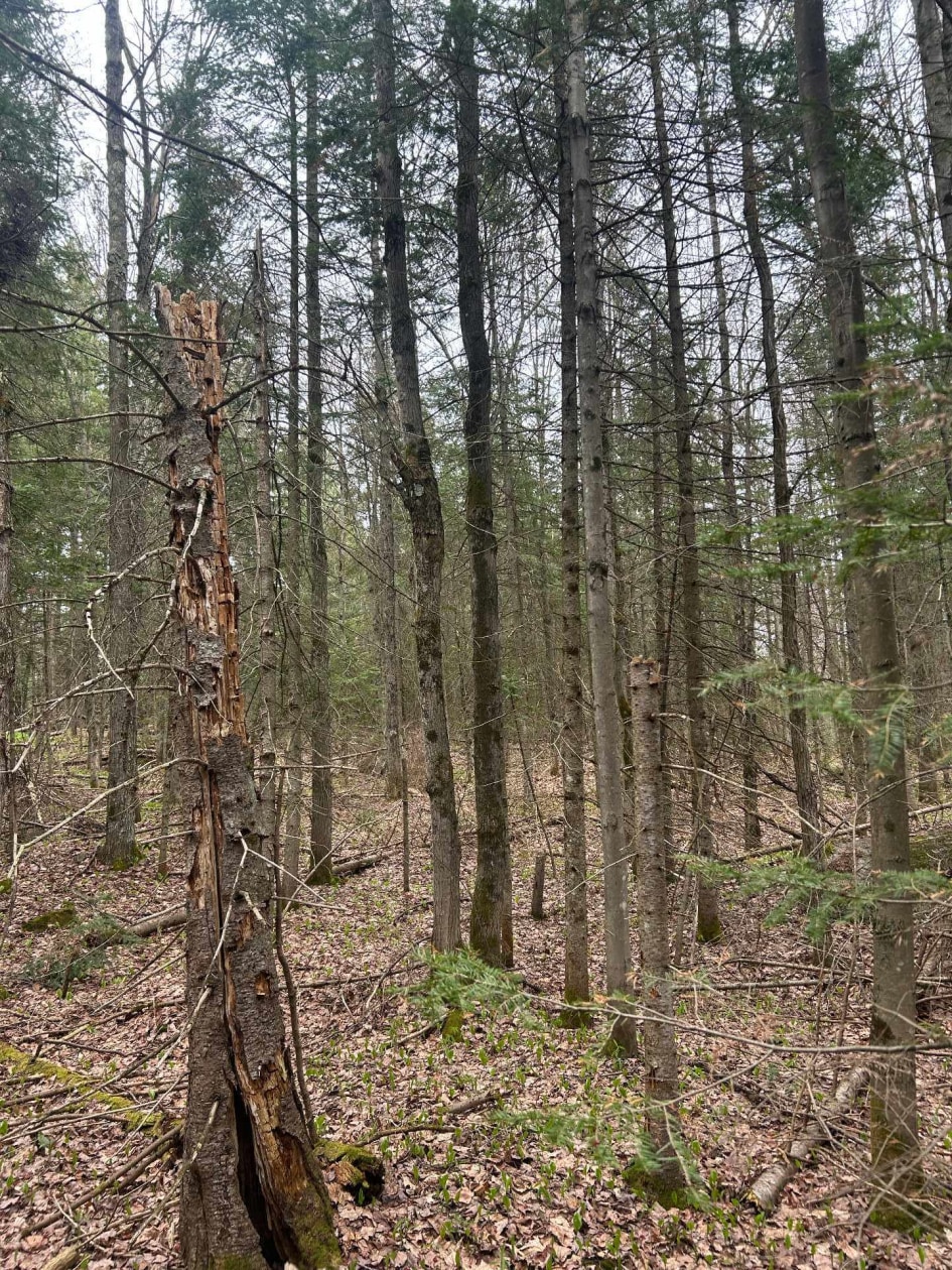 Terrain — Rg Ste-Anne, Saint-Norbert