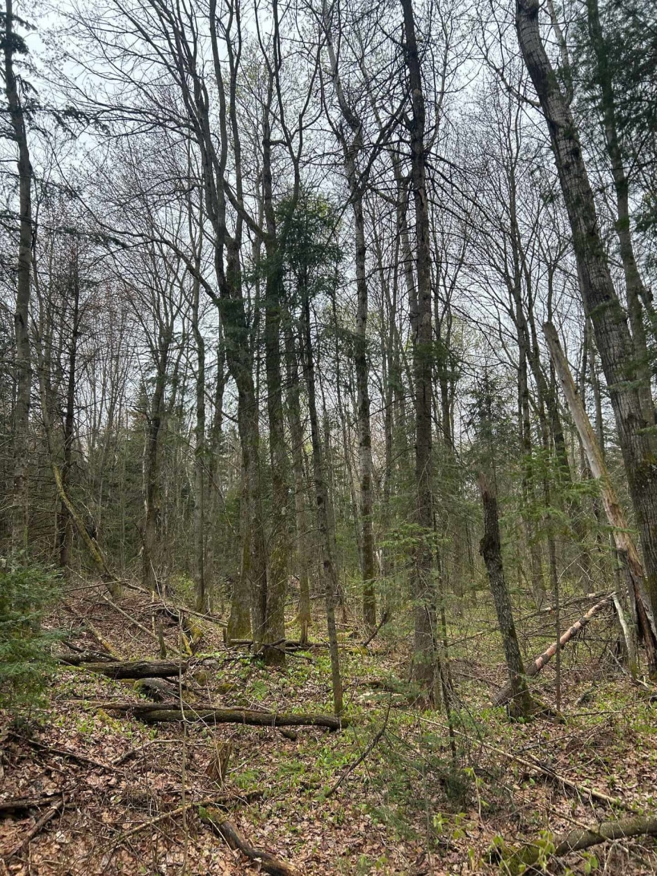 Terrain — Rg Ste-Anne, Saint-Norbert
