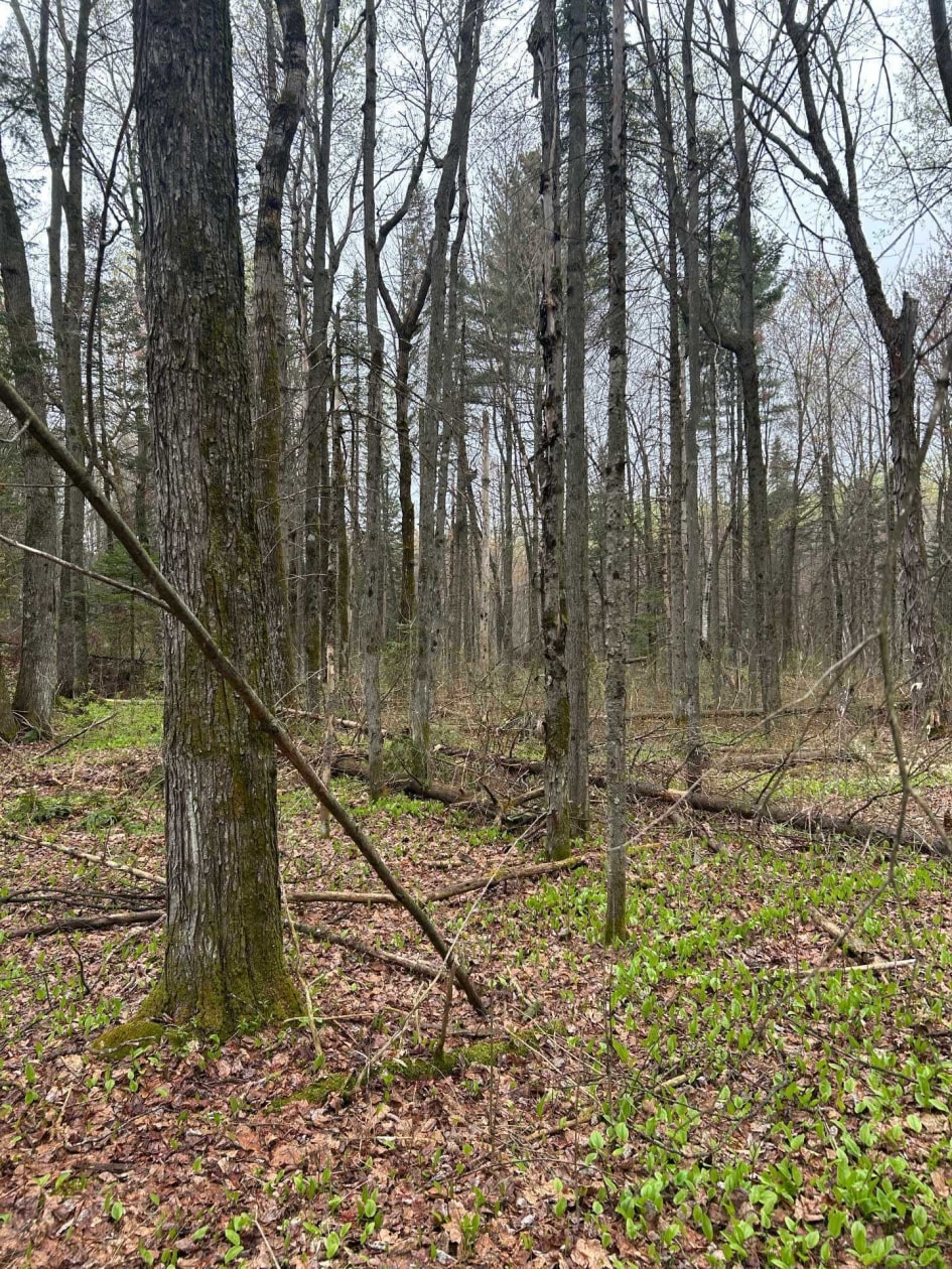 Terrain — Rg Ste-Anne, Saint-Norbert