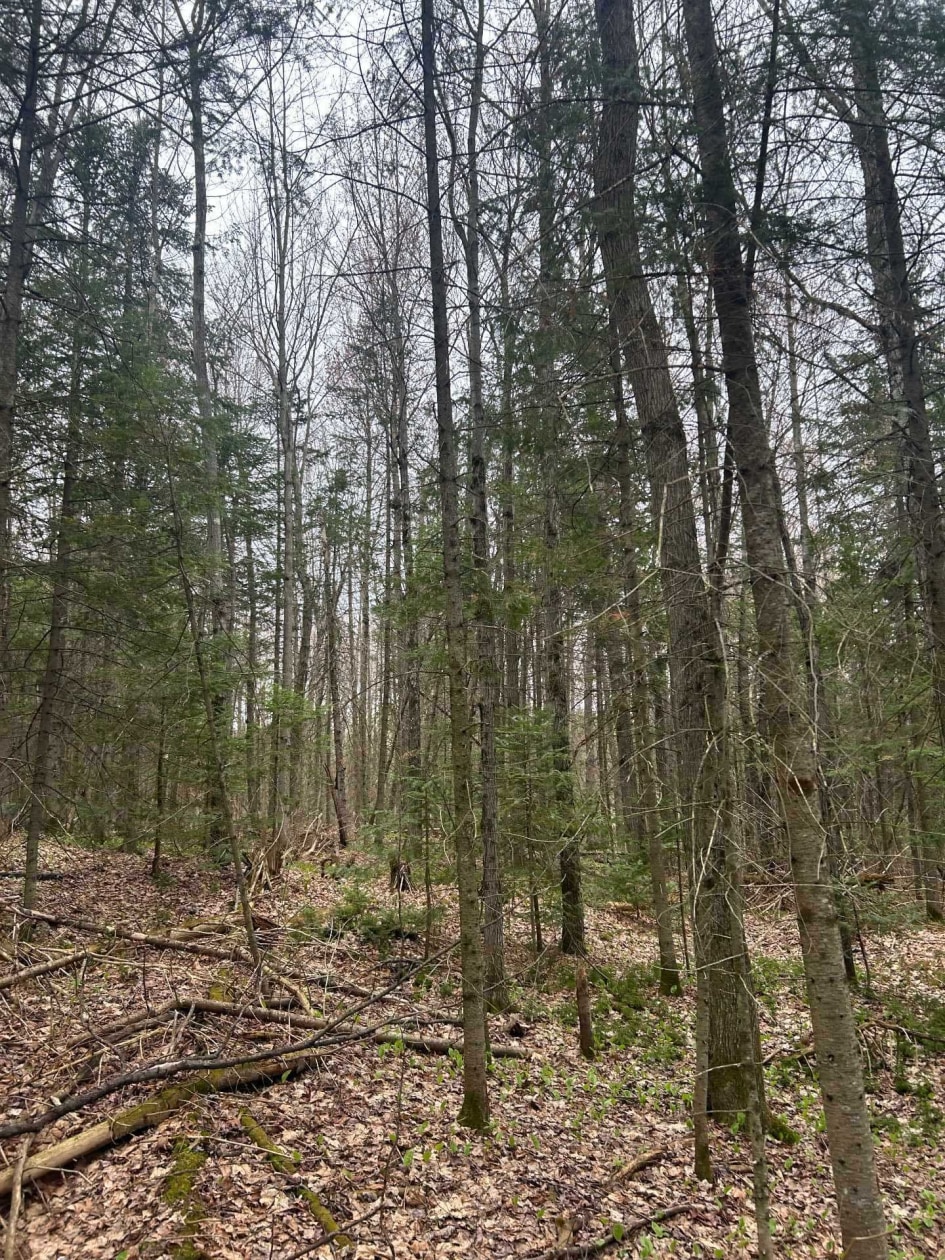 Terrain — Rg Ste-Anne, Saint-Norbert
