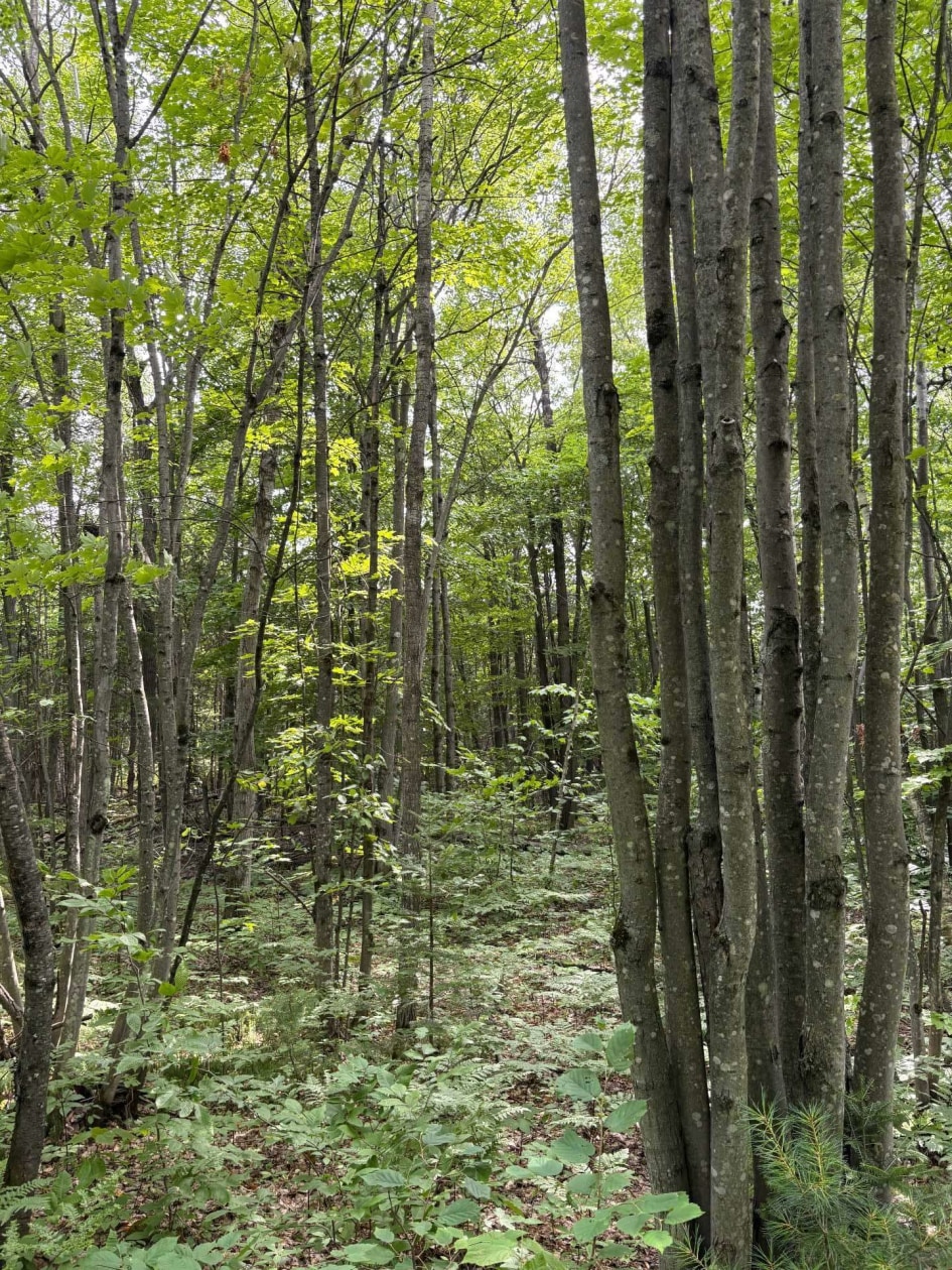 Terrain — Rg Ste-Anne, Saint-Norbert